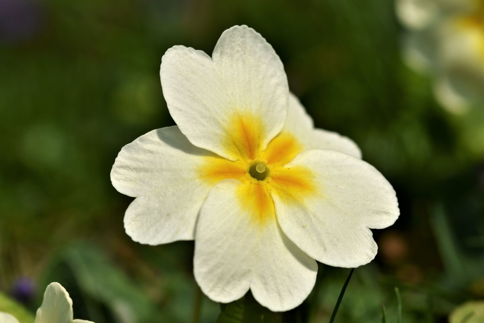 Nikon D7200 sample photo. Primrose, blossom, bloom photography