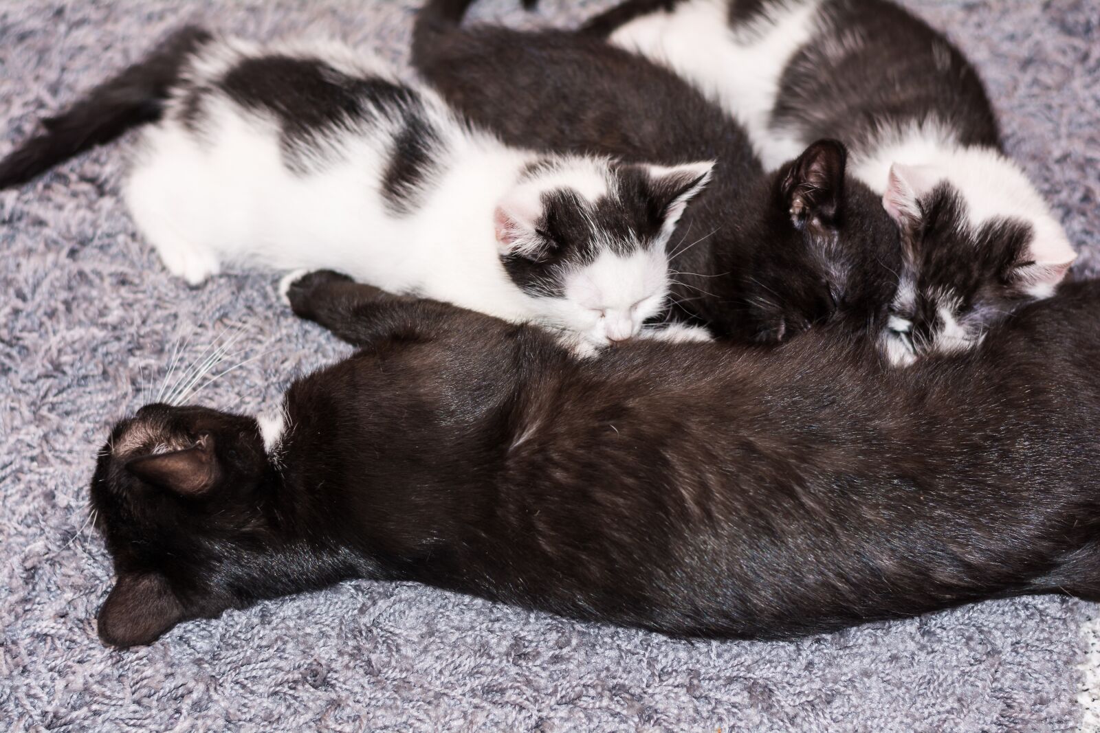 Nikon D5200 sample photo. Baby cat, cat baby photography