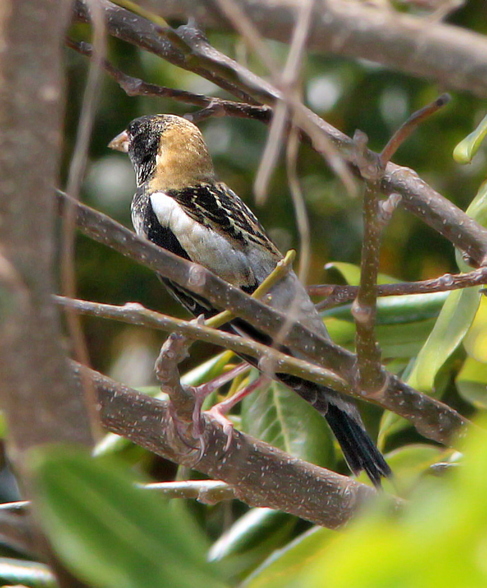 Canon EF 300mm F4L IS USM sample photo