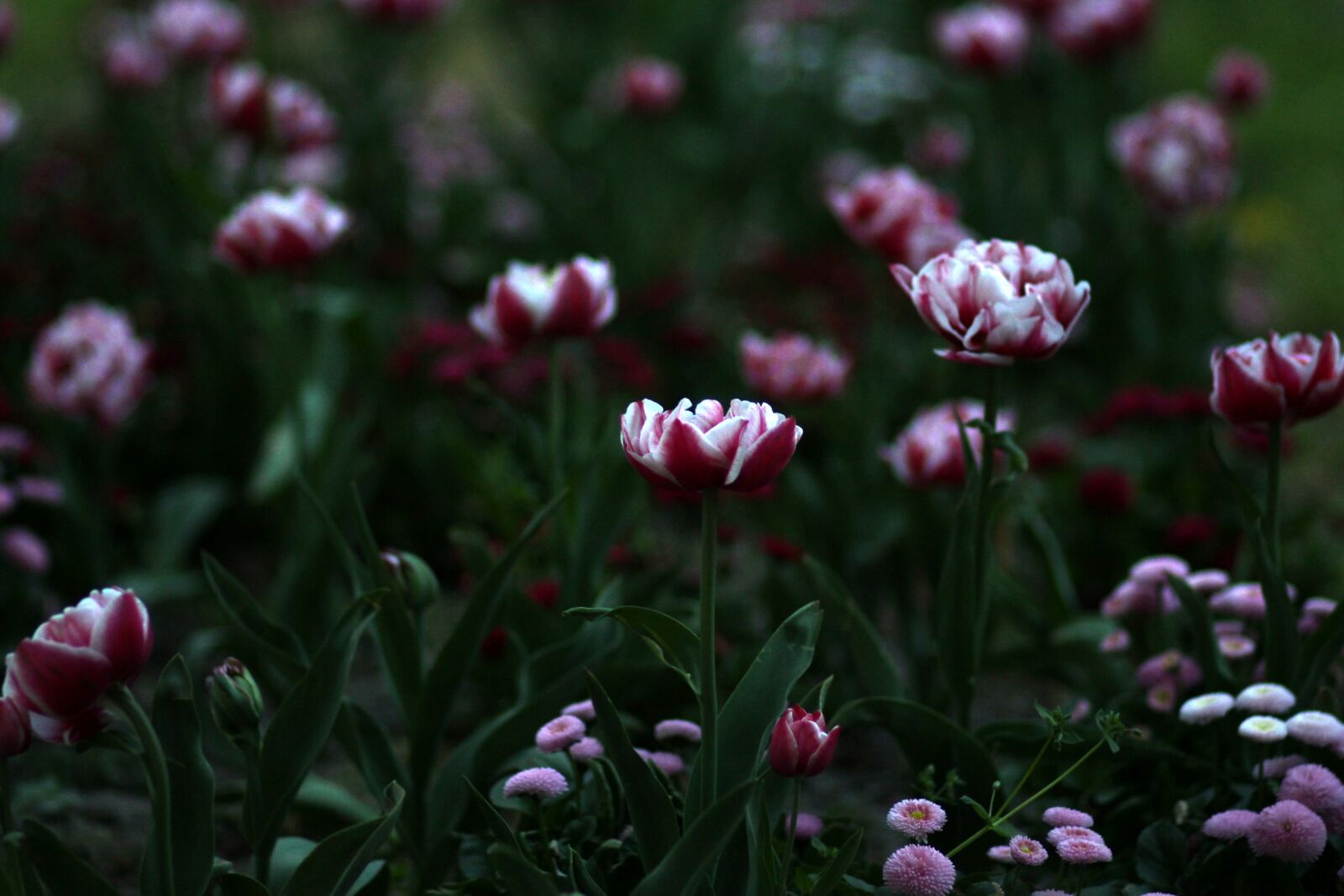 Canon EOS 700D (EOS Rebel T5i / EOS Kiss X7i) + Canon EF 85mm F1.8 USM sample photo. Tulips, flowers, supplies photography