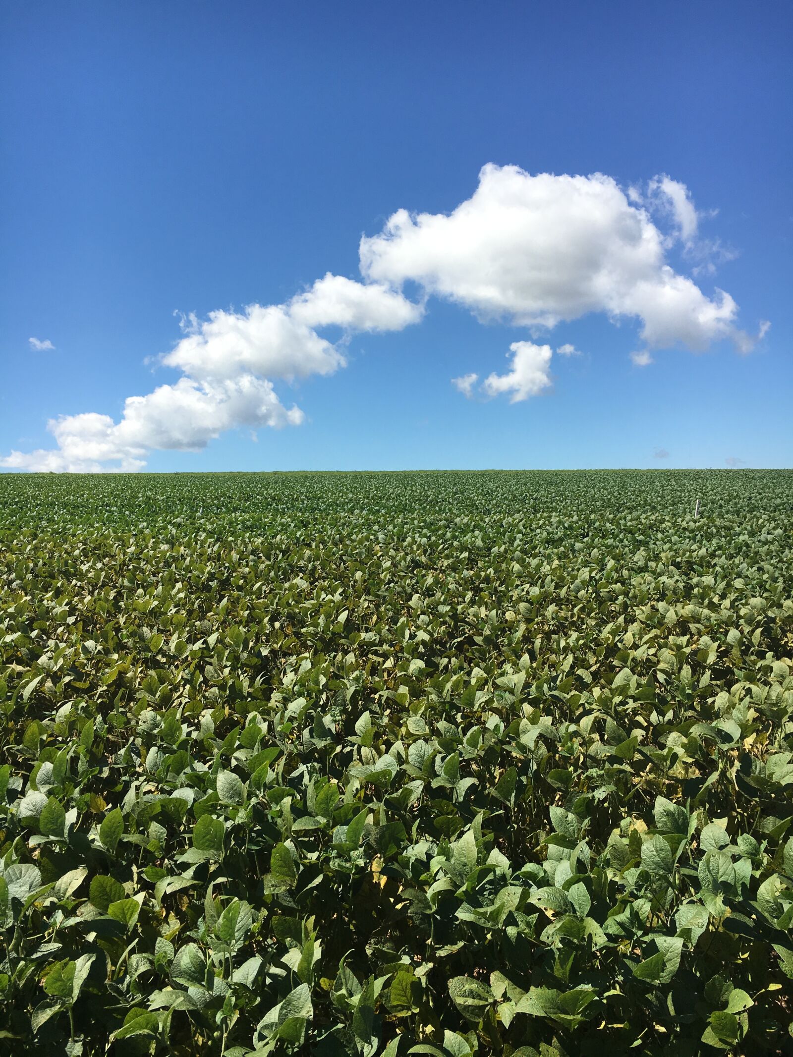 Apple iPhone 6s sample photo. Soybean, field, sky photography