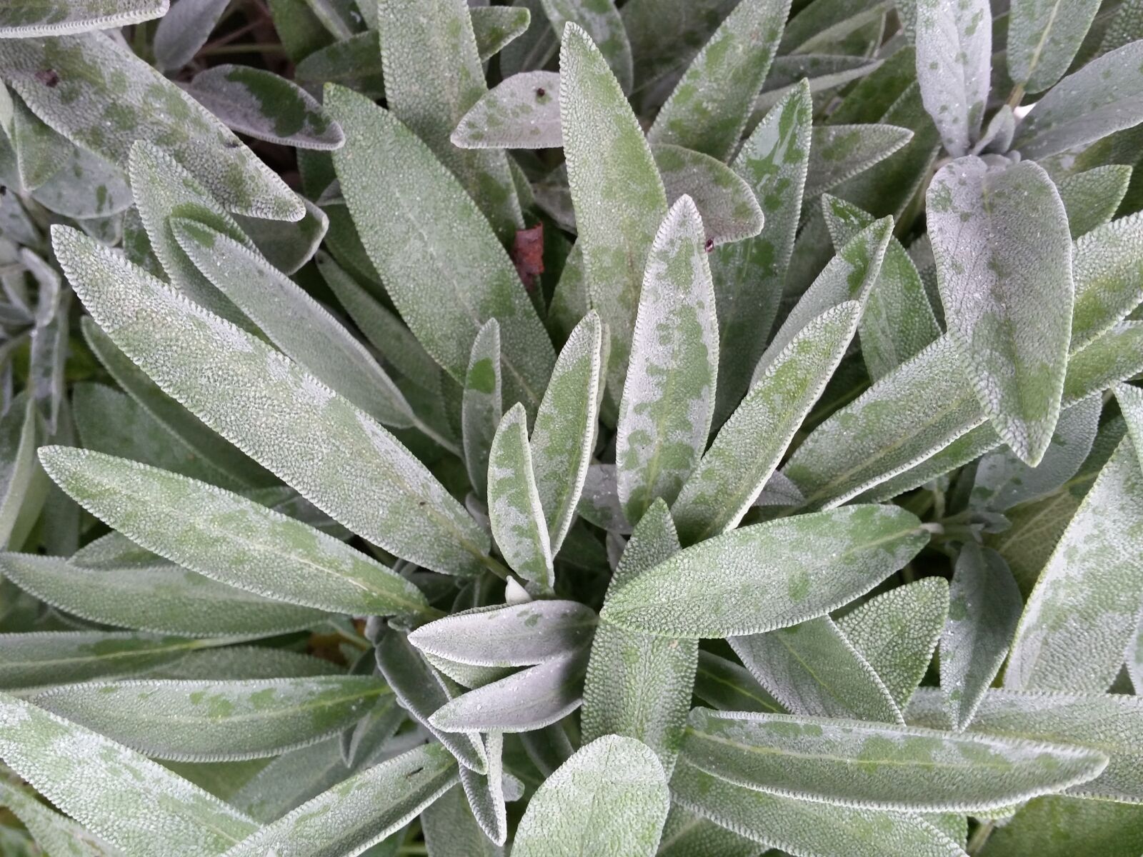 Samsung Galaxy S5 sample photo. Sage, herb, herbal photography