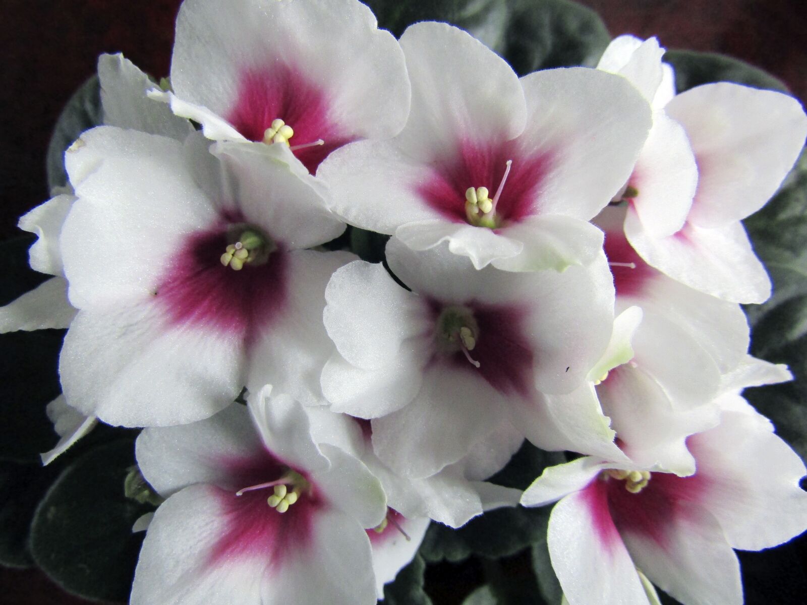 Canon PowerShot SX420 IS sample photo. Flower, nature, plant photography
