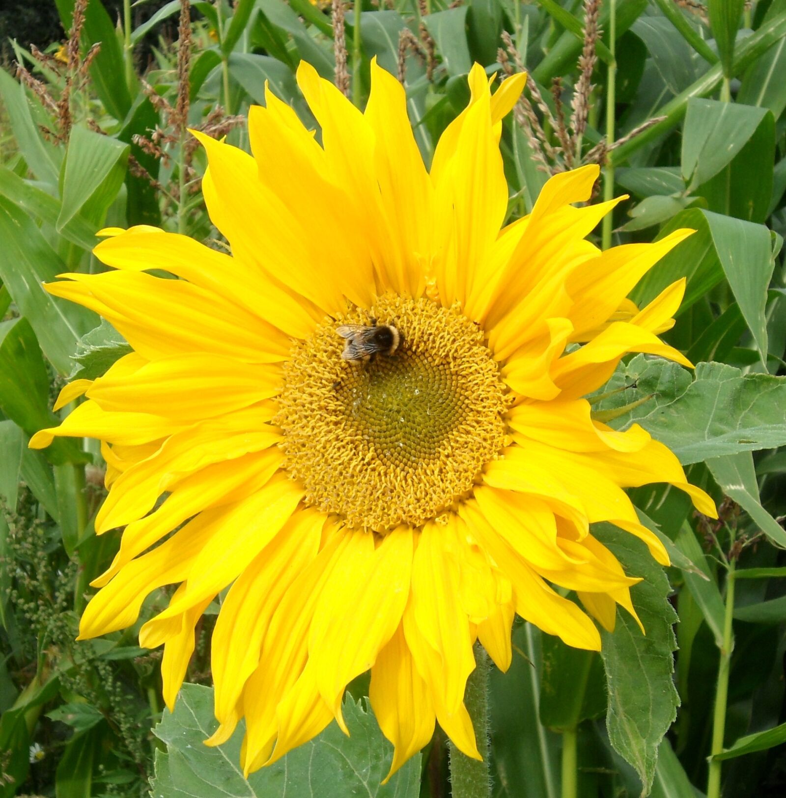 Samsung ST550 / VLUU ST550 /  TL225 sample photo. Sunflower, bee, yellow flowers photography