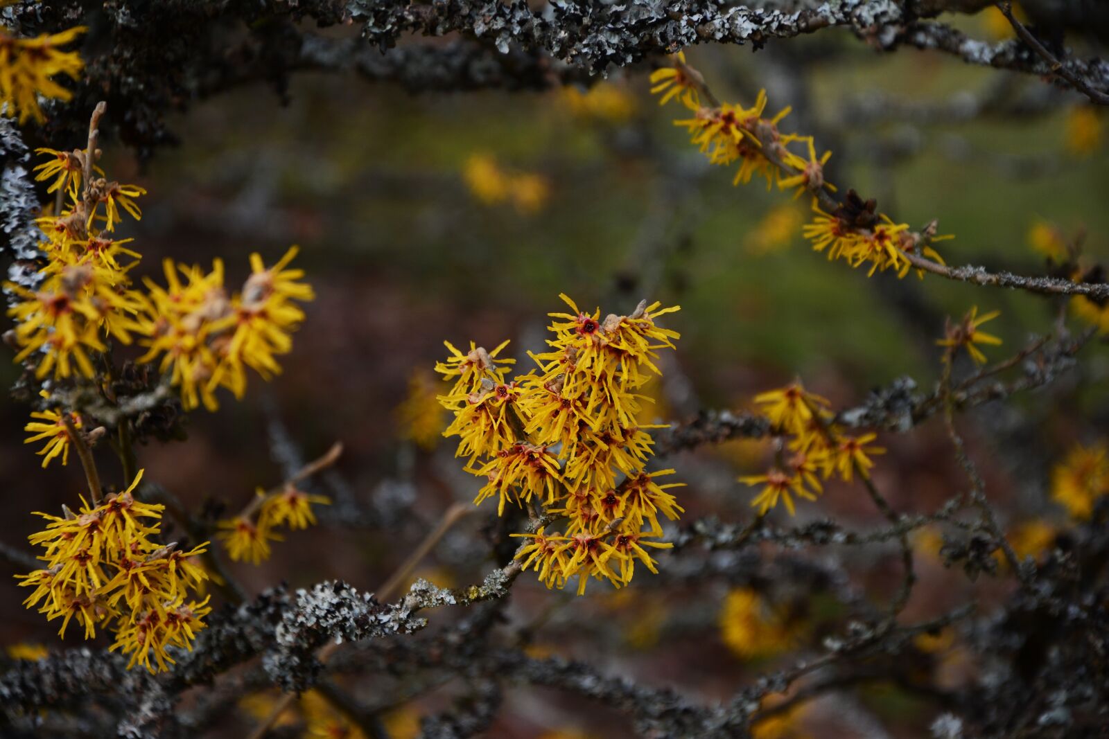 Nikon D5200 sample photo. Witch hazel, spring, february photography