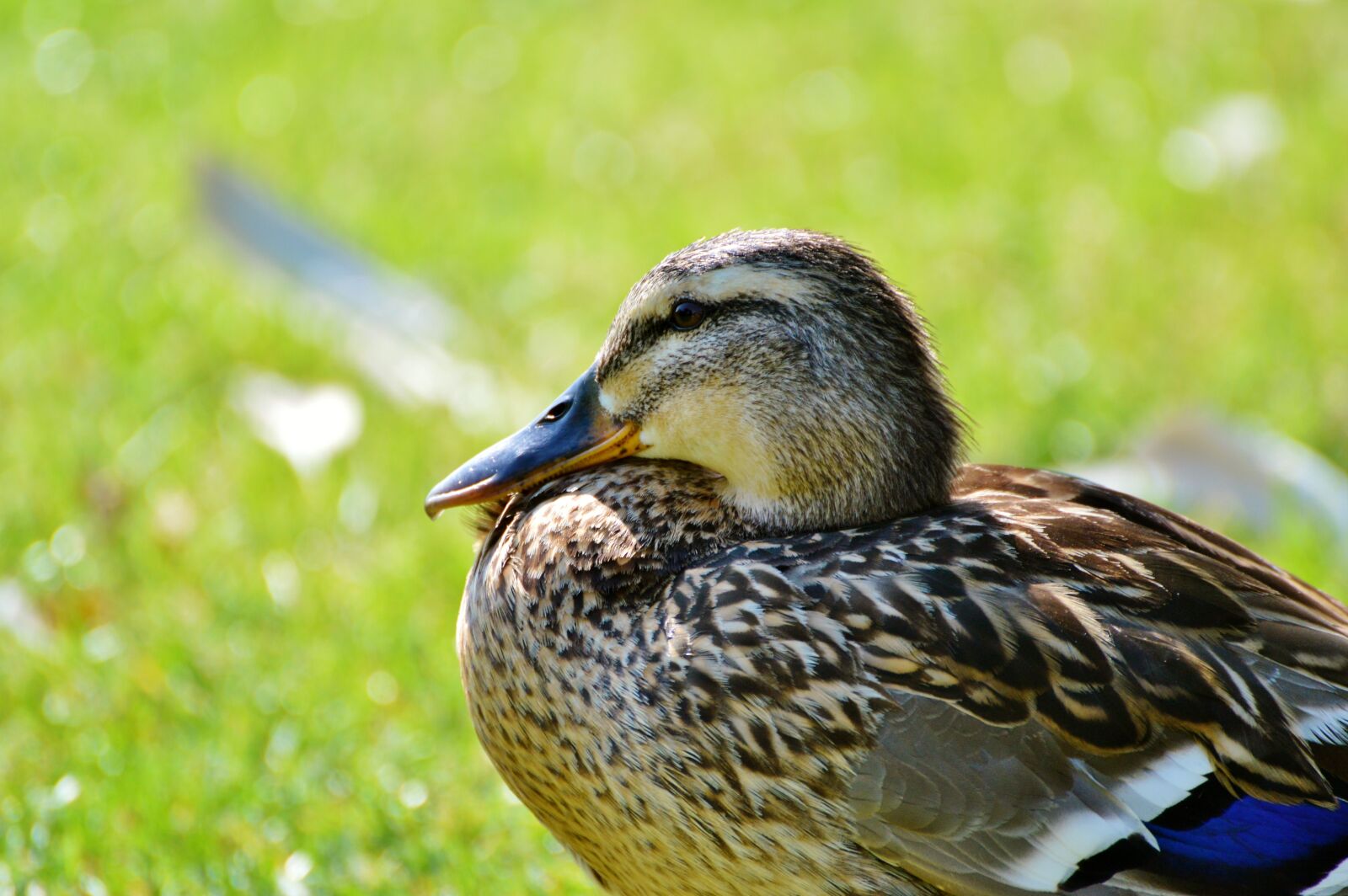 Nikon D3200 sample photo. Ducks, waterfowl, mallard photography