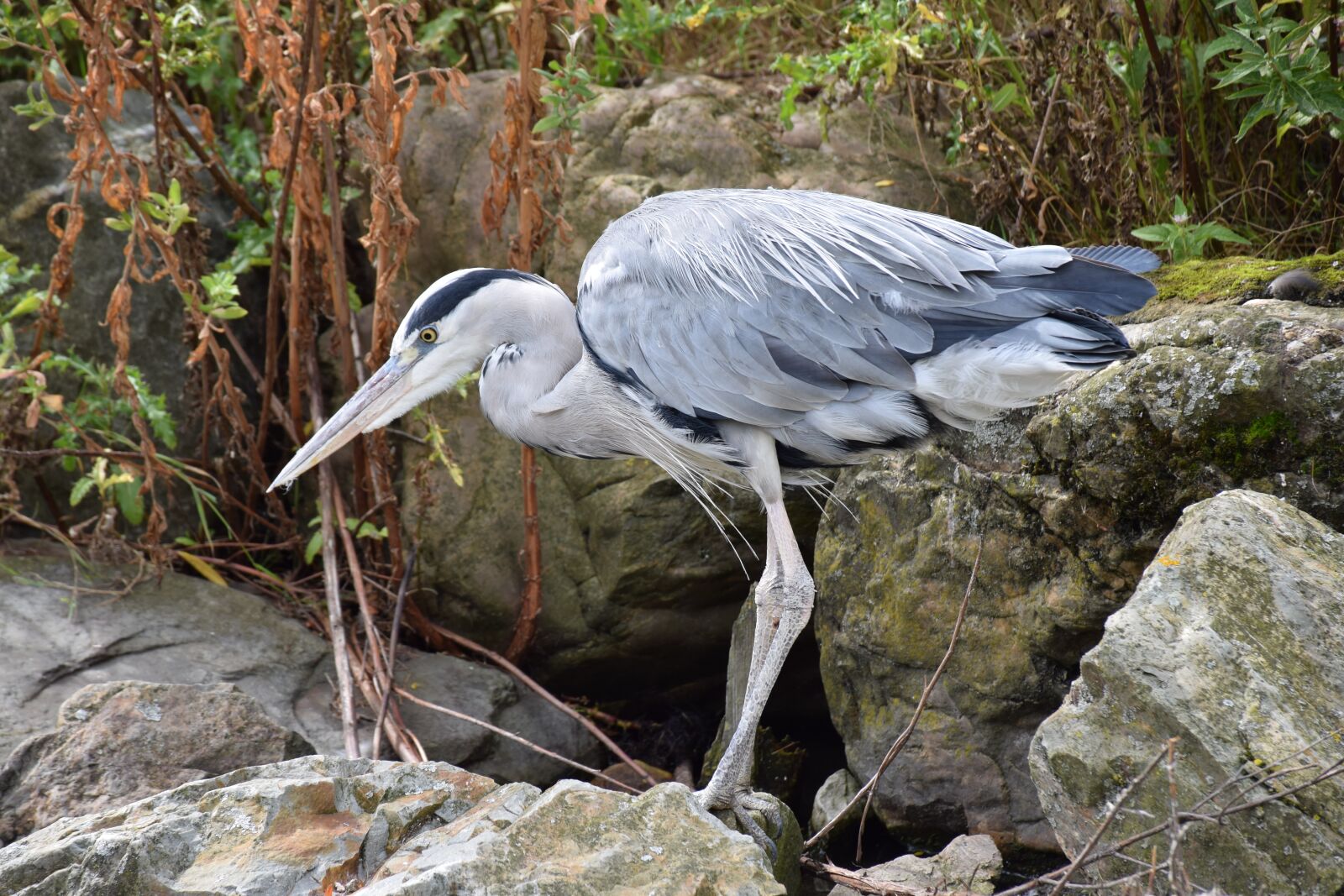 Nikon D5300 sample photo. Blue heron, bird, hunt photography