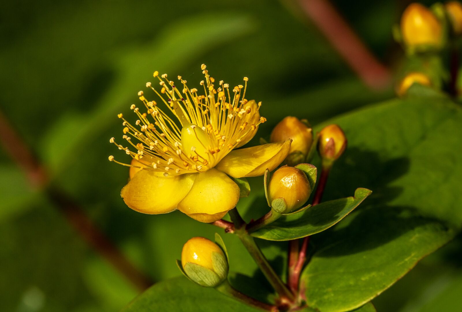 Canon EOS 750D (EOS Rebel T6i / EOS Kiss X8i) sample photo. St john's wort, hypericum photography