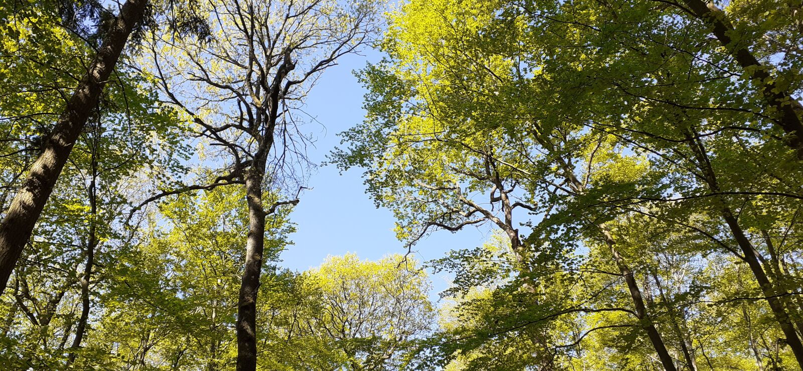 Samsung SM-A202F sample photo. Sky, forest, weather photography