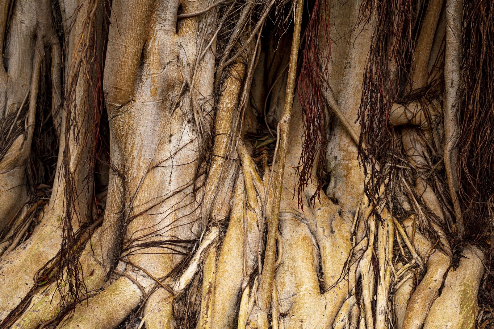 Nikon D750 sample photo. Canary islands, root, ficus photography