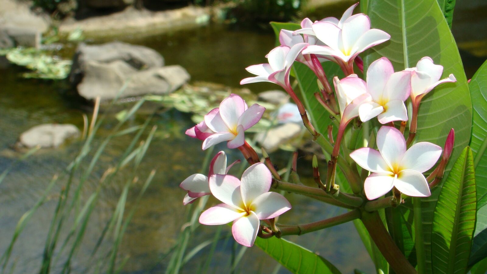 Sony DSC-H9 sample photo. Plumeria, the far east photography