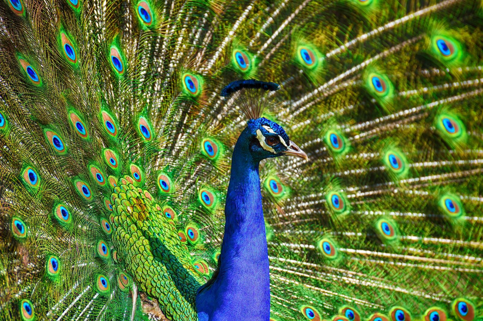 Nikon D3200 sample photo. Peacock, bird, colorful photography