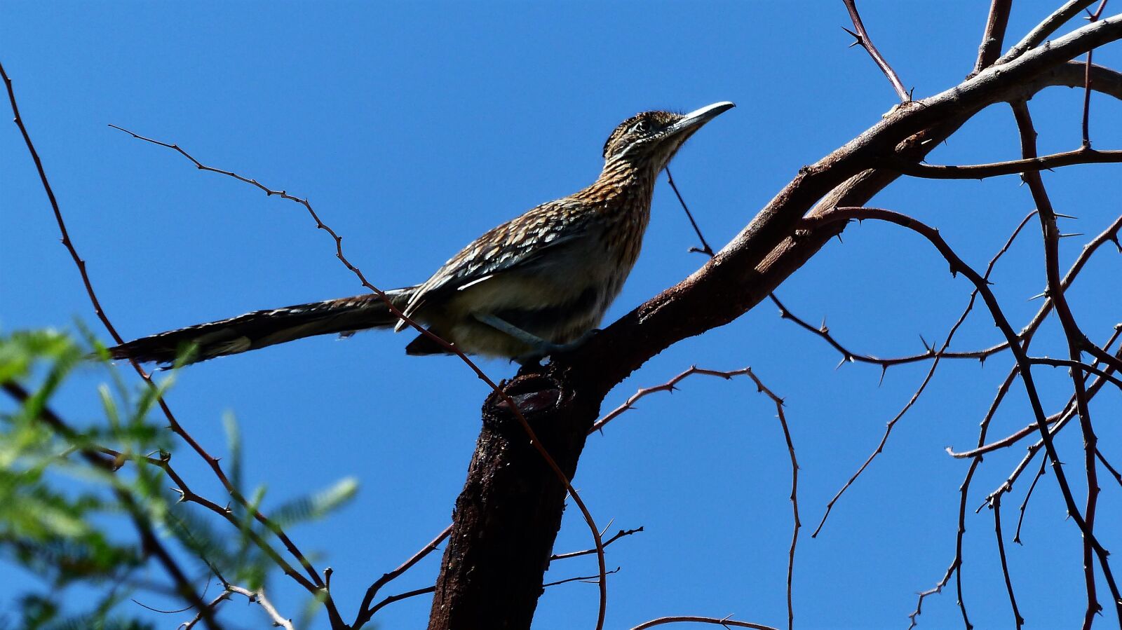 Panasonic Lumix DMC-FZ200 sample photo. Birds, branch, tree photography