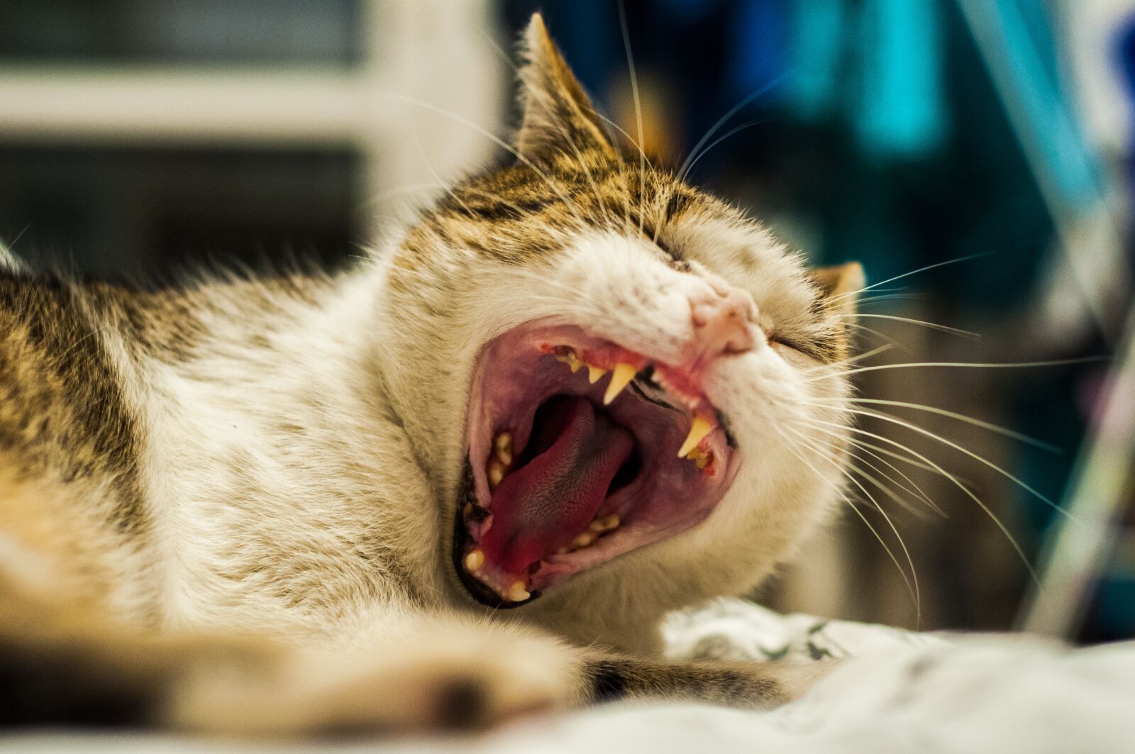 Nikon D90 sample photo. Cat, friend, nice photography
