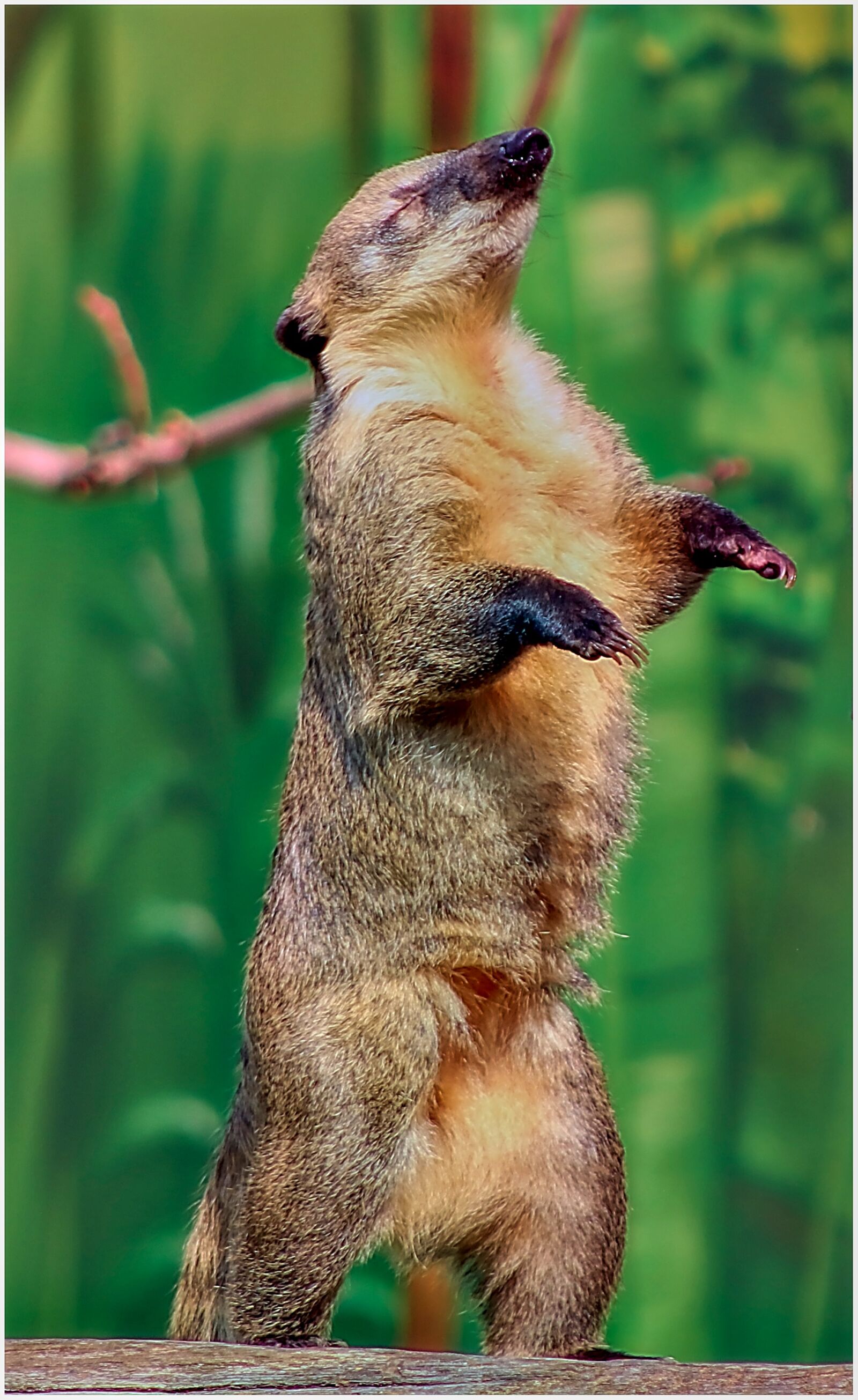 Canon EF75-300mm f/4-5.6 sample photo. Coati, small bear, climb photography