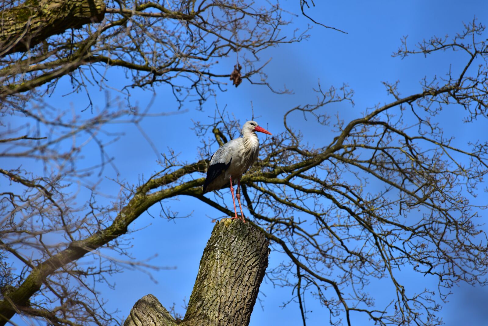 Nikon D750 sample photo. Stork, black white, bill photography