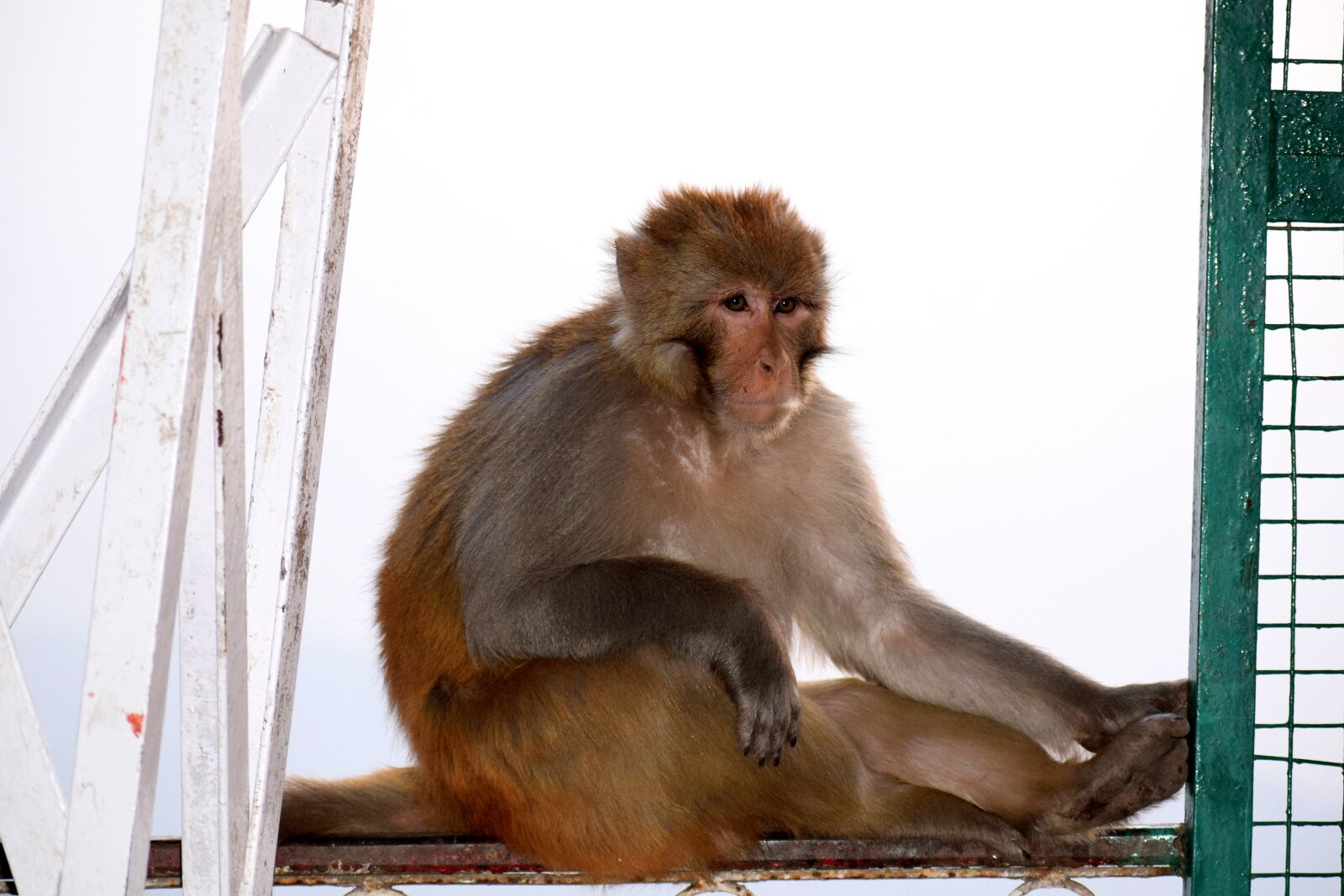 Nikon D3300 sample photo. Monkey, mammal, portrait photography