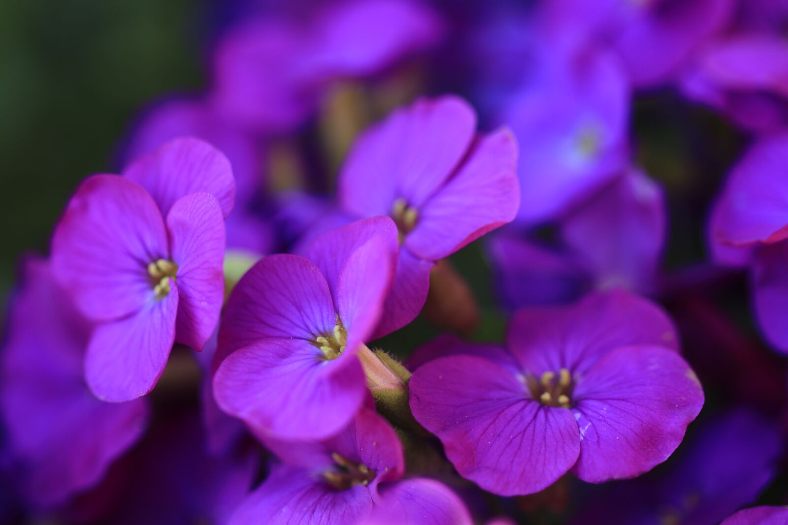 Canon EF 100mm F2.8L Macro IS USM sample photo. Aubrieta, flowers, purple photography