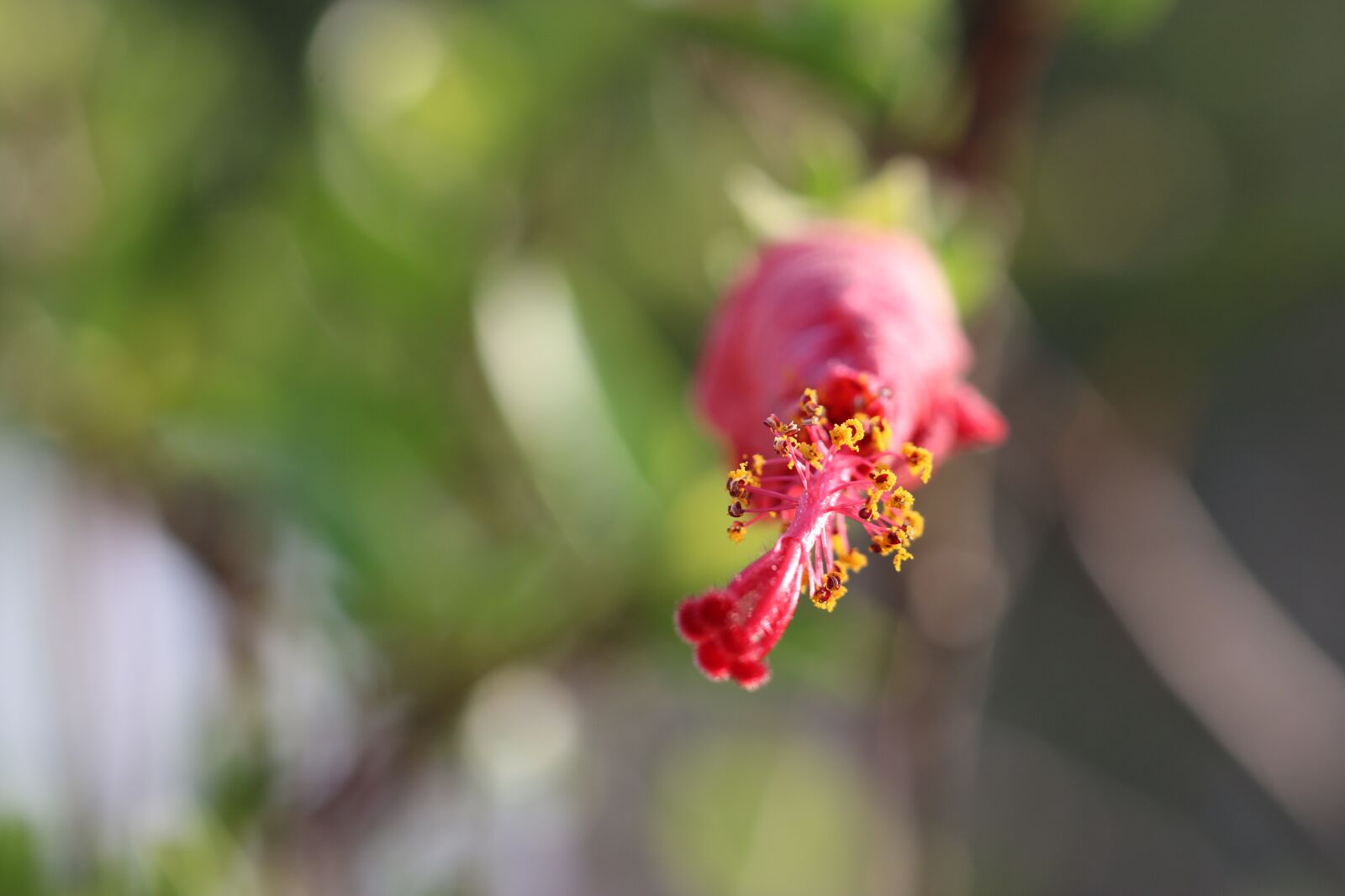 Canon EOS 70D + Canon EF 100mm F2.8 Macro USM sample photo. Flower, yellow, red photography