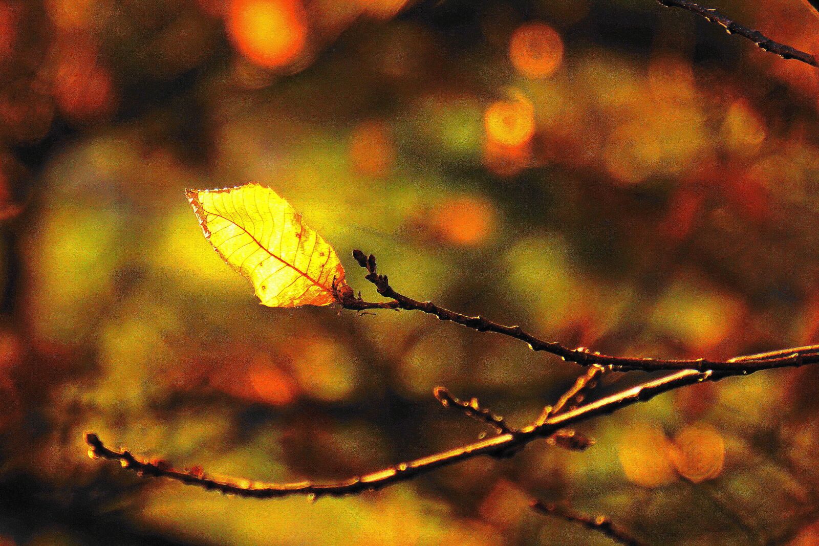 Sony E 18-200mm F3.5-6.3 OSS LE sample photo. Forest, leaf, branches photography