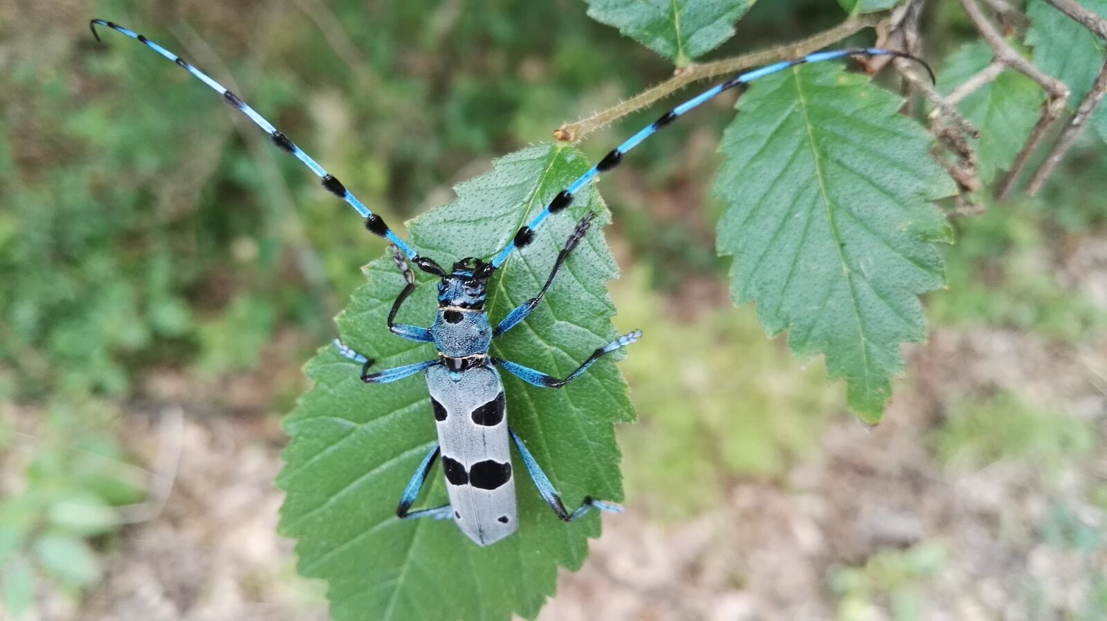 HUAWEI P8 sample photo. Schnauzer alpine, beetle, nature photography