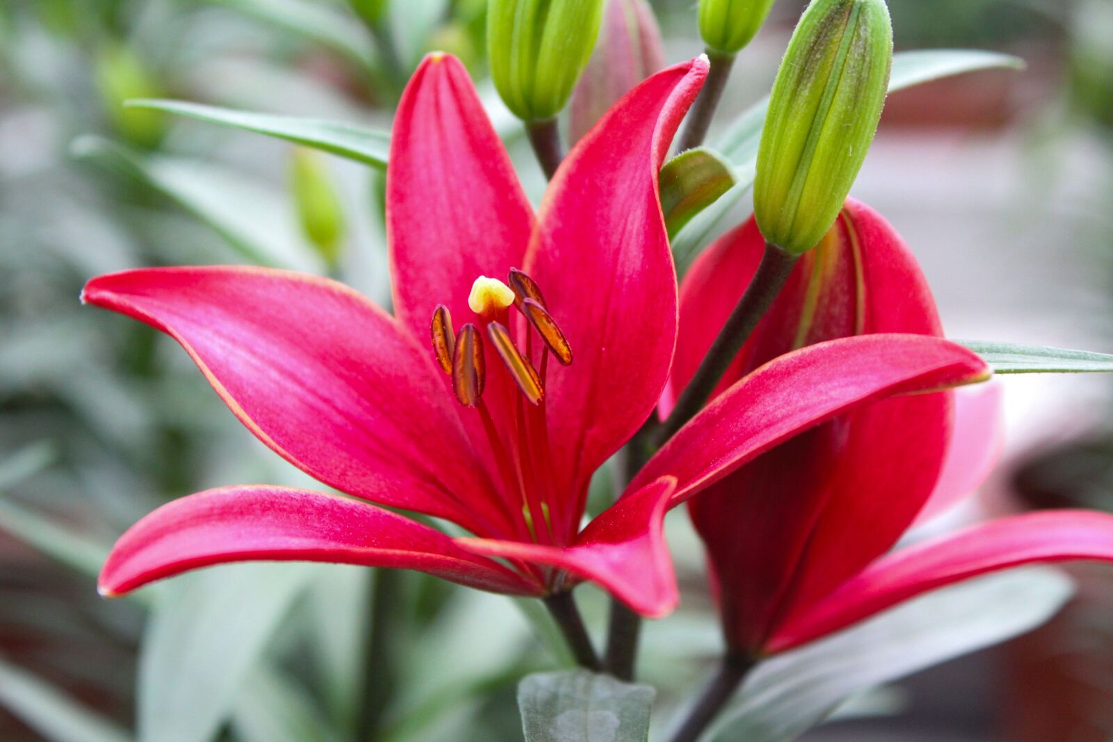 Canon EOS 600D (Rebel EOS T3i / EOS Kiss X5) sample photo. Plant, flower, lily photography
