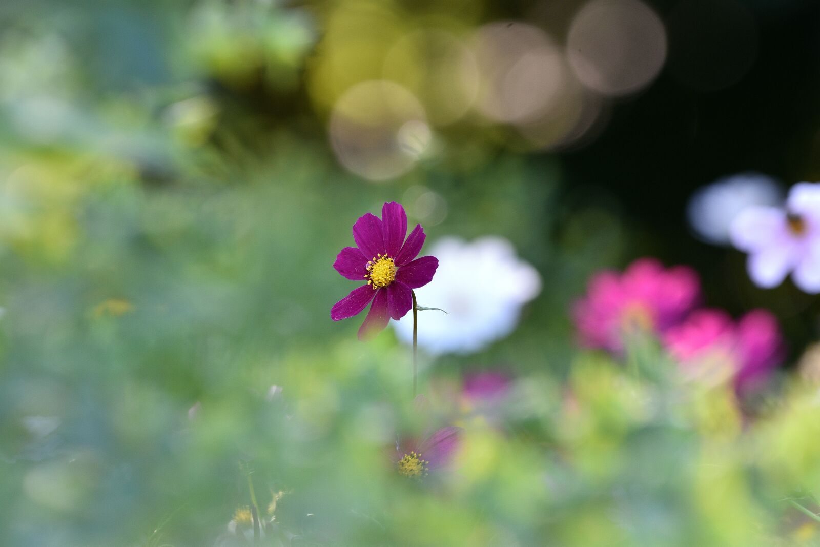 Nikon D3400 sample photo. Flowers, summer, flower photography