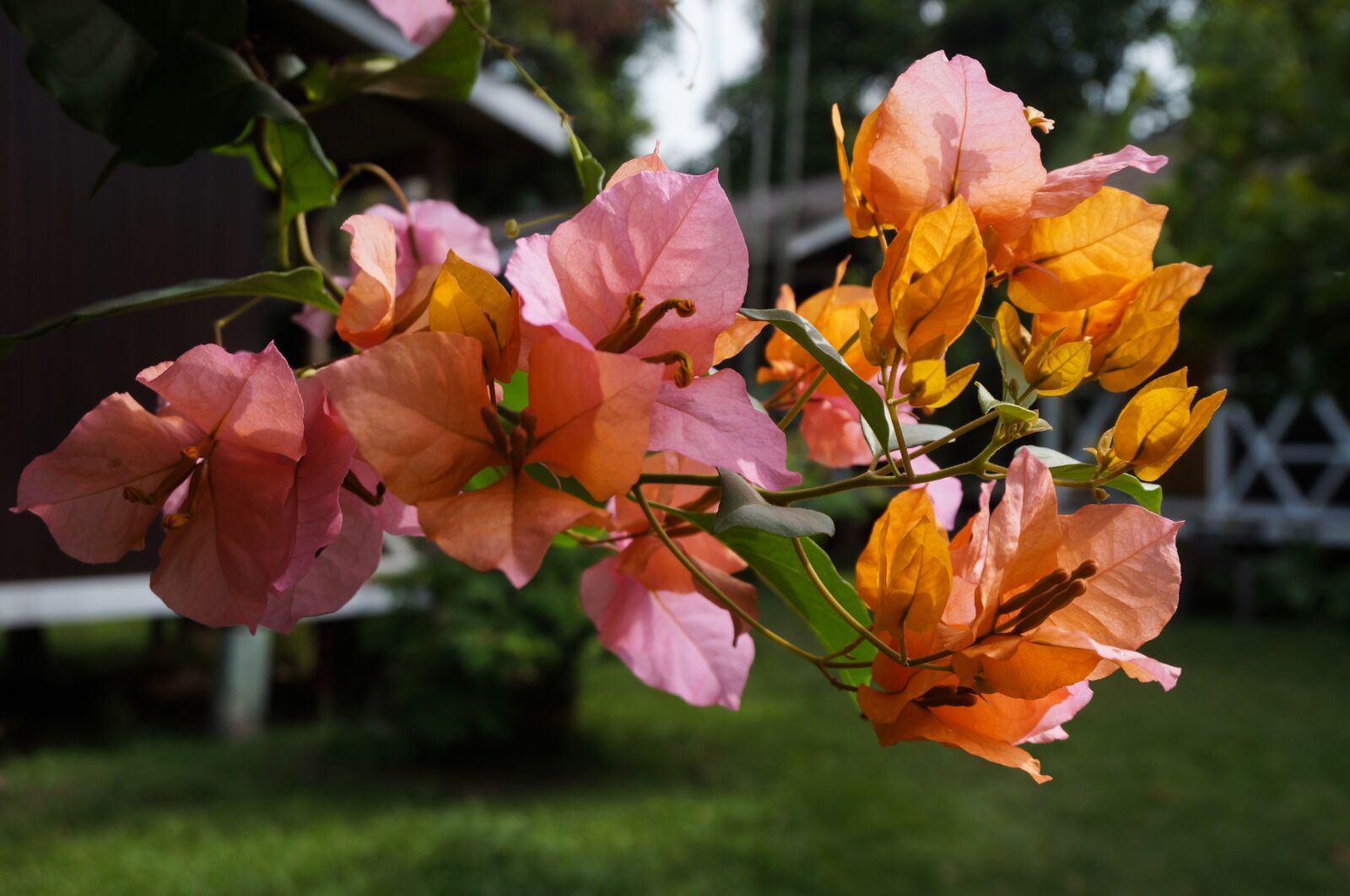 Sony Alpha NEX-3N + Sony E 16-50mm F3.5-5.6 PZ OSS sample photo. Flowers, nature, plant photography