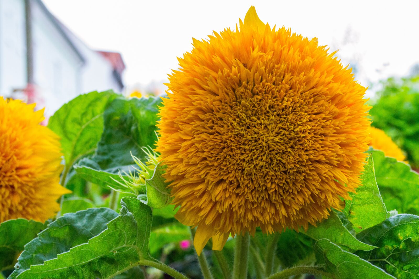 Nikon D3100 sample photo. Blossom, bloom, close up photography