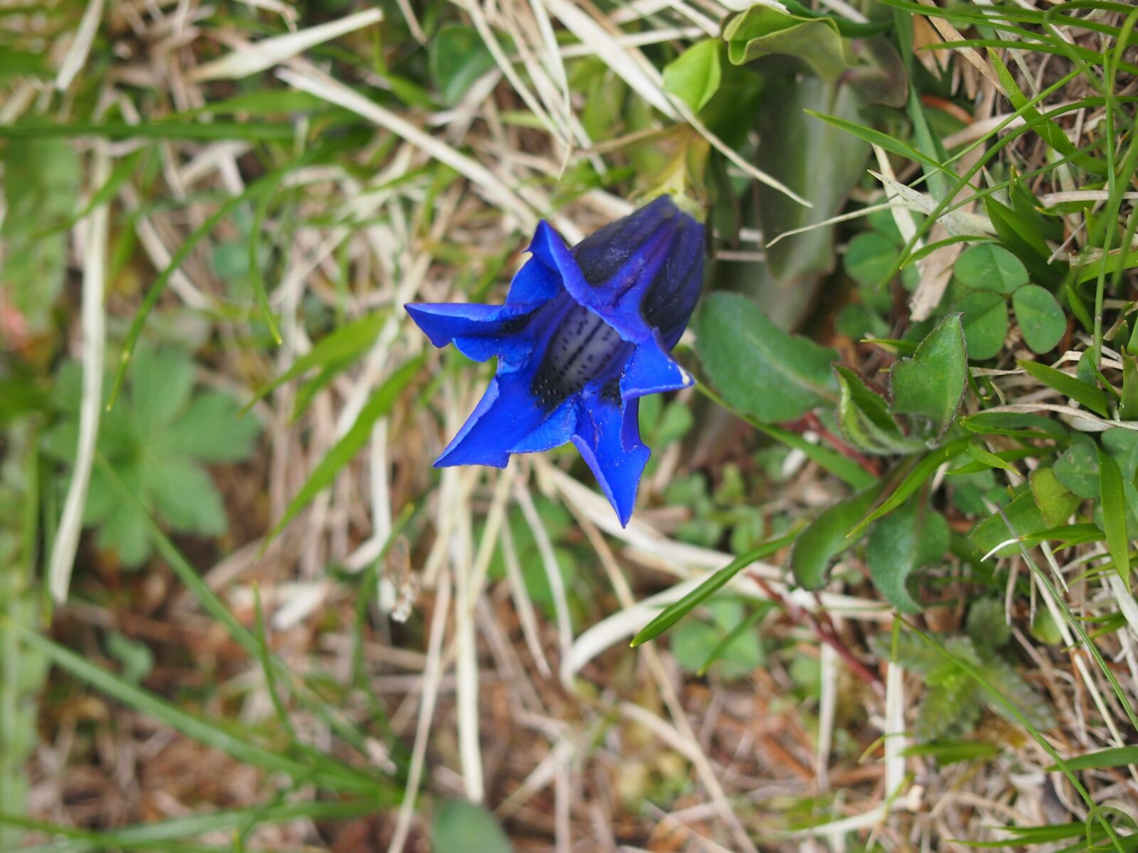 Olympus PEN E-PM1 sample photo. Gentian, blue, bells gentian photography