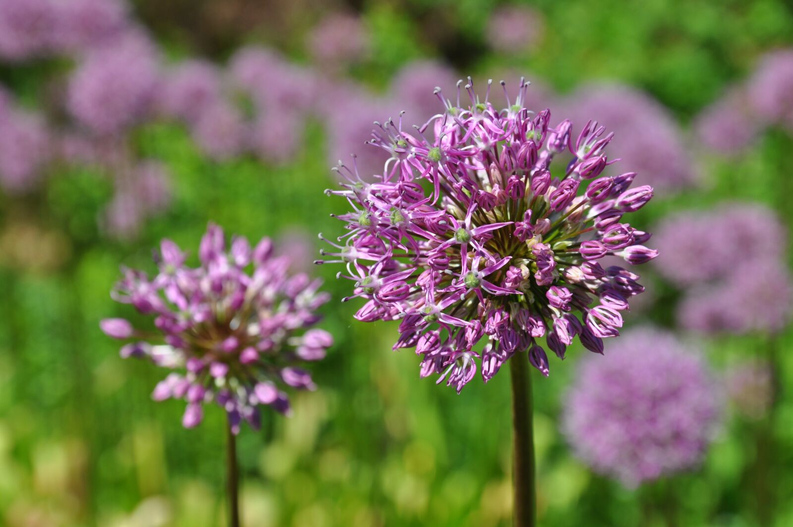 Nikon D5000 sample photo. Plant, spring, violet photography