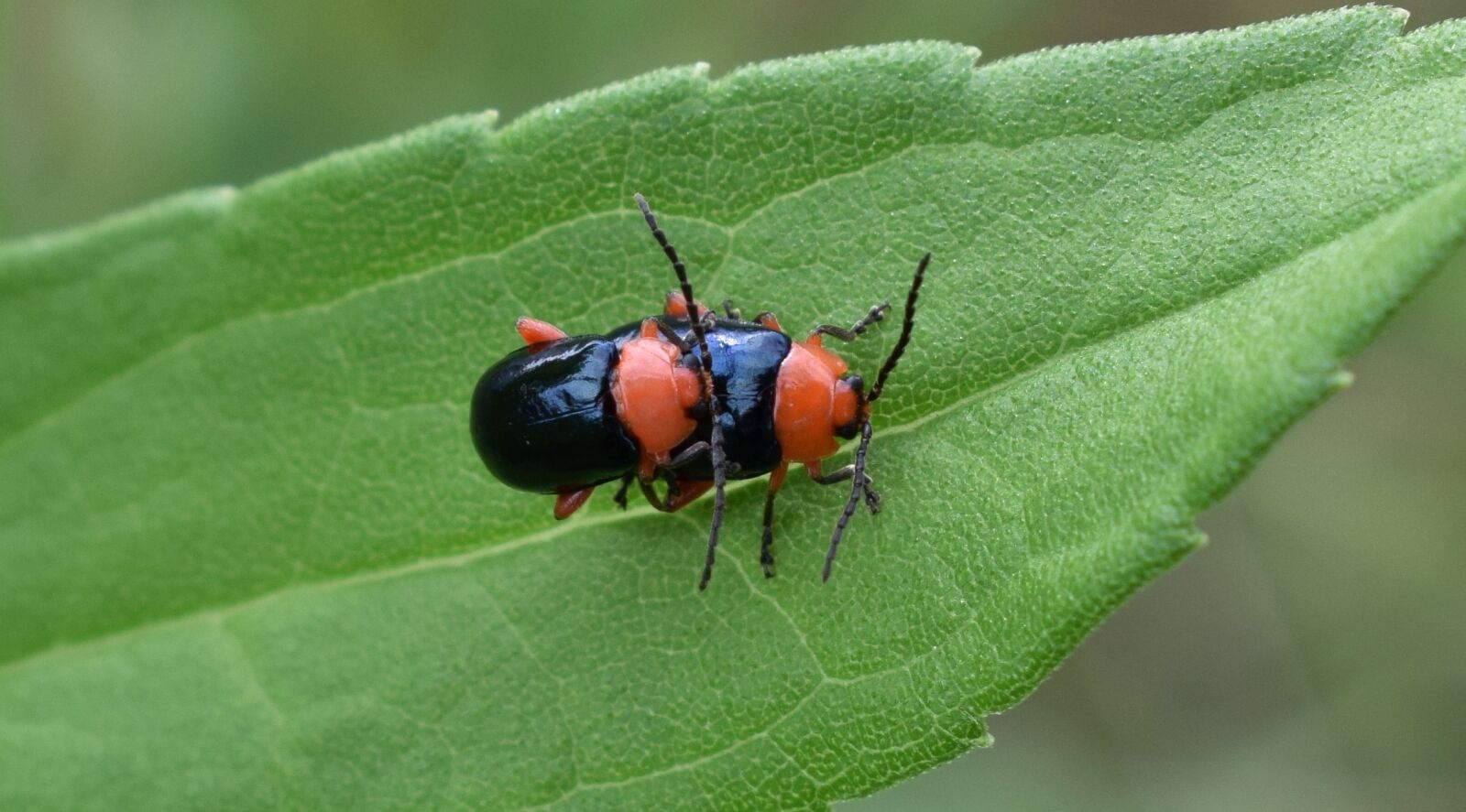 Nikon D5300 sample photo. Shiny flea beetle, beetle photography