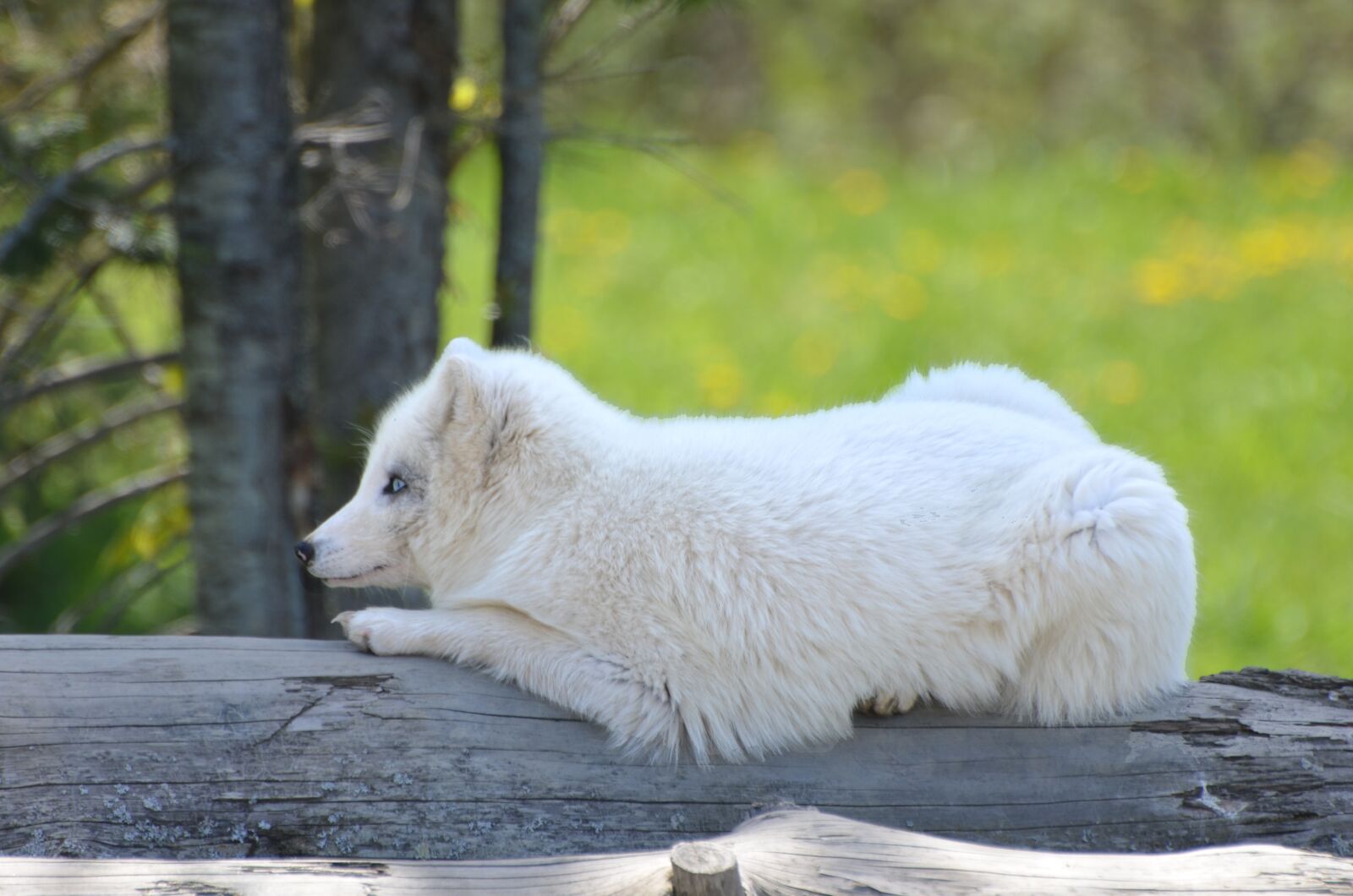 Nikon D7000 sample photo. Arctic, fox, habitat photography