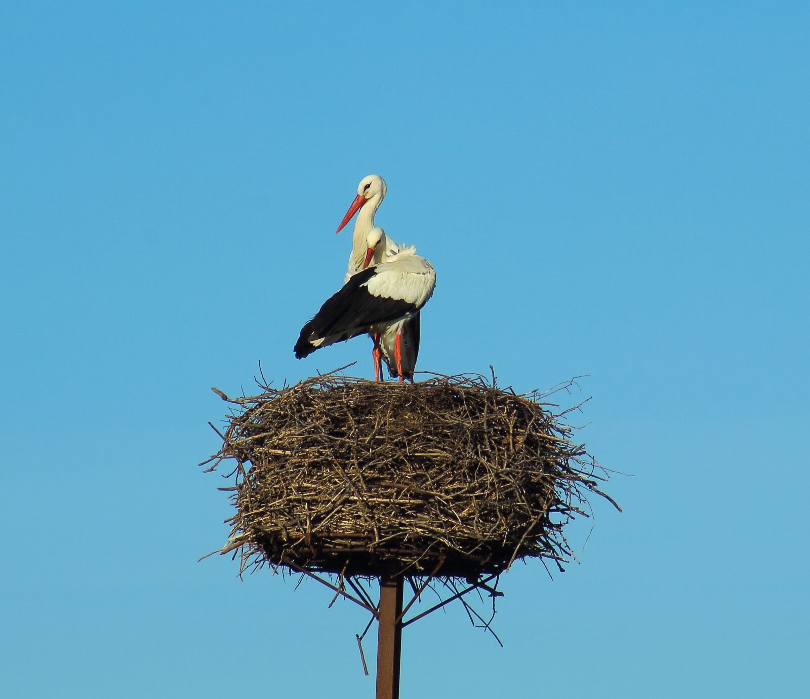 Canon EOS 1200D (EOS Rebel T5 / EOS Kiss X70 / EOS Hi) sample photo. Stork, nest, nature photography