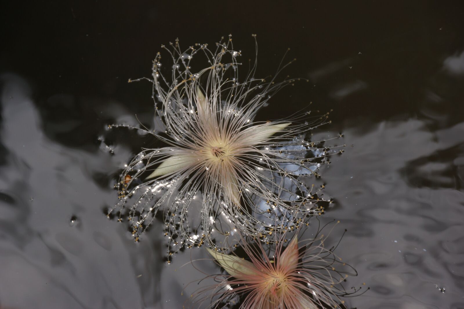 Sony DT 18-250mm F3.5-6.3 sample photo. Flower, spike flower board photography