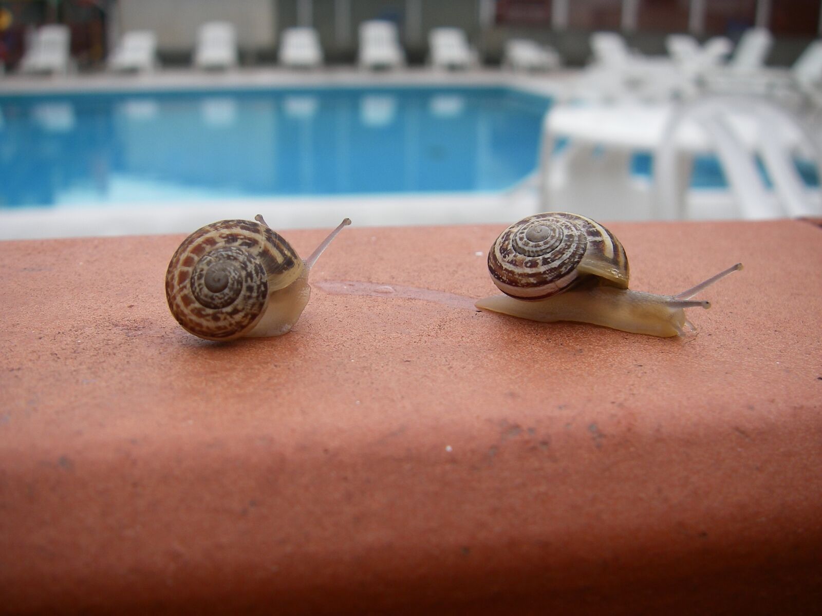 Pentax OPTIO W10 sample photo. Snail photography