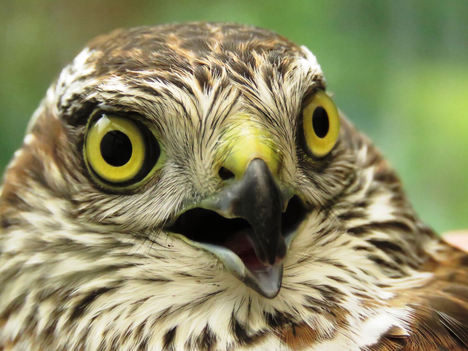 Canon PowerShot SX60 HS sample photo. Sperber, raptor, plumage photography