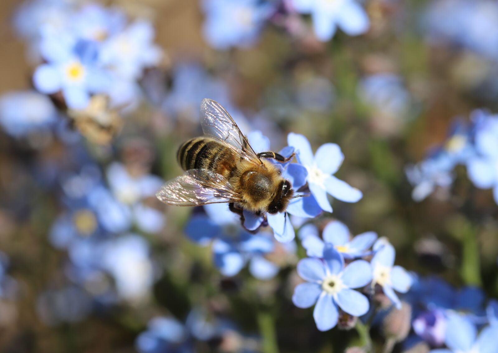Canon EOS 6D Mark II sample photo. Macro, bee, flowers photography