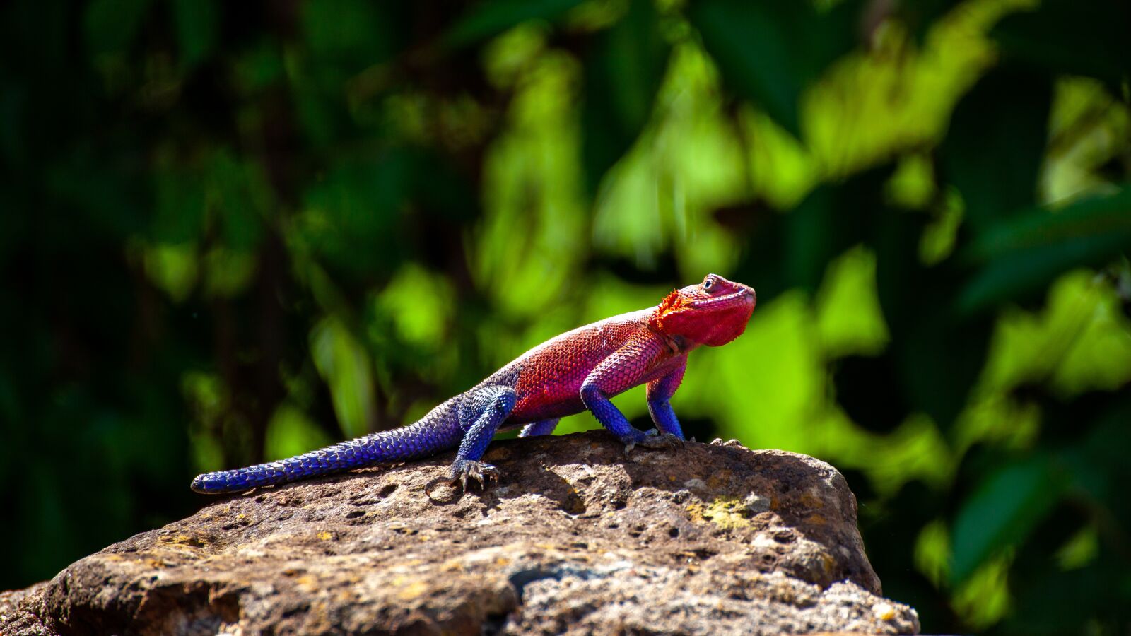 Canon EOS 5D Mark II sample photo. Chameleon, kenya, reptile photography