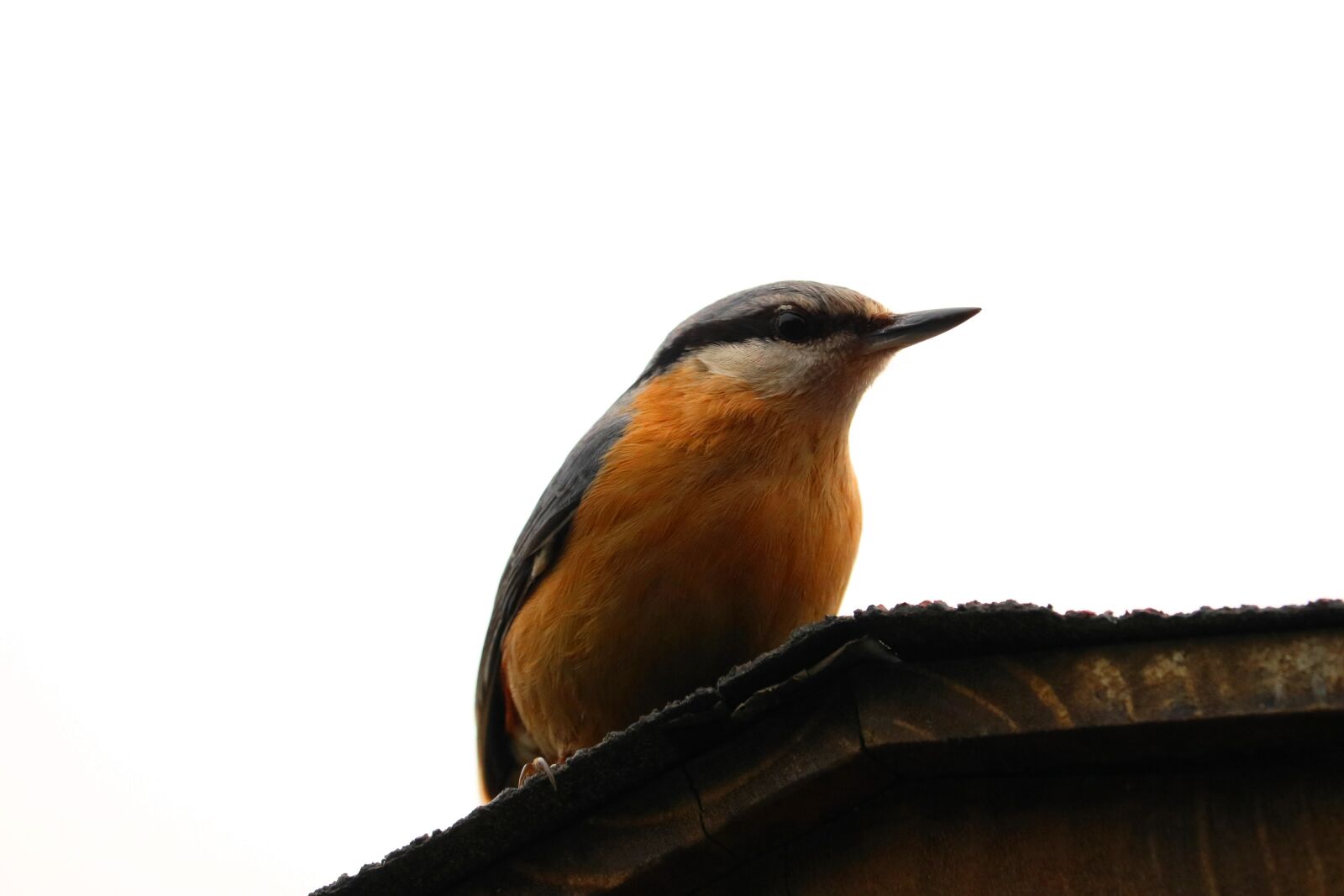 Canon EOS 750D (EOS Rebel T6i / EOS Kiss X8i) sample photo. Kleiber, garden, bird photography