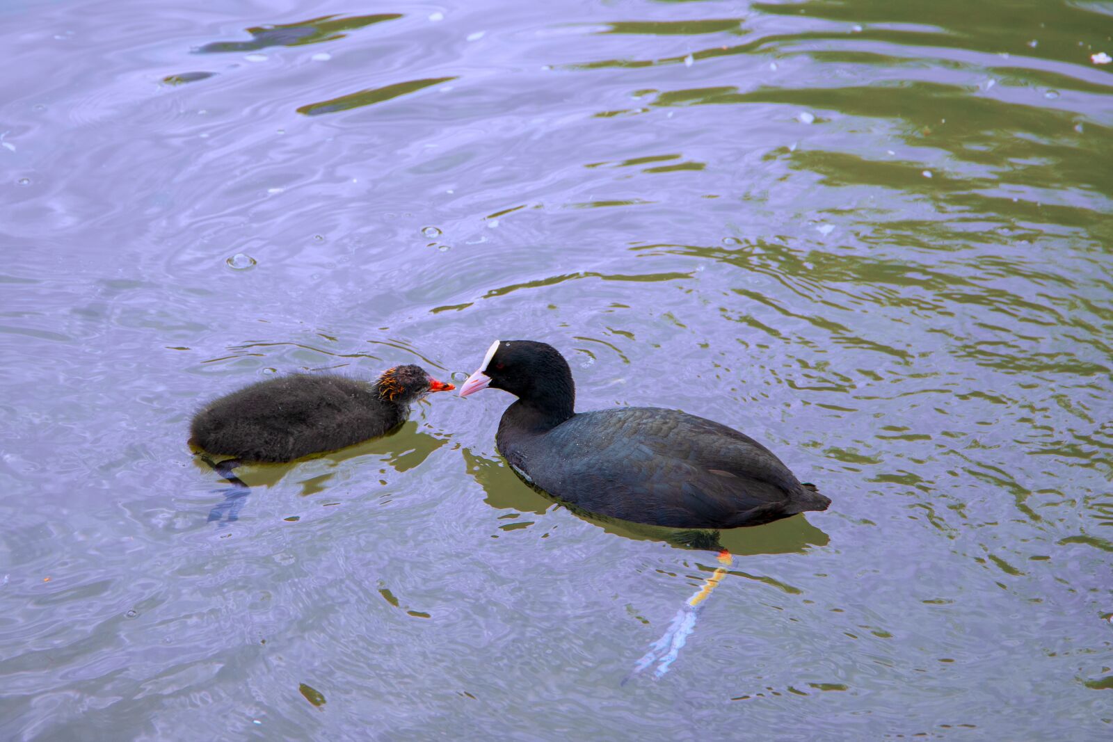 Canon EOS 6D Mark II sample photo. Water bird, ralle, coot photography