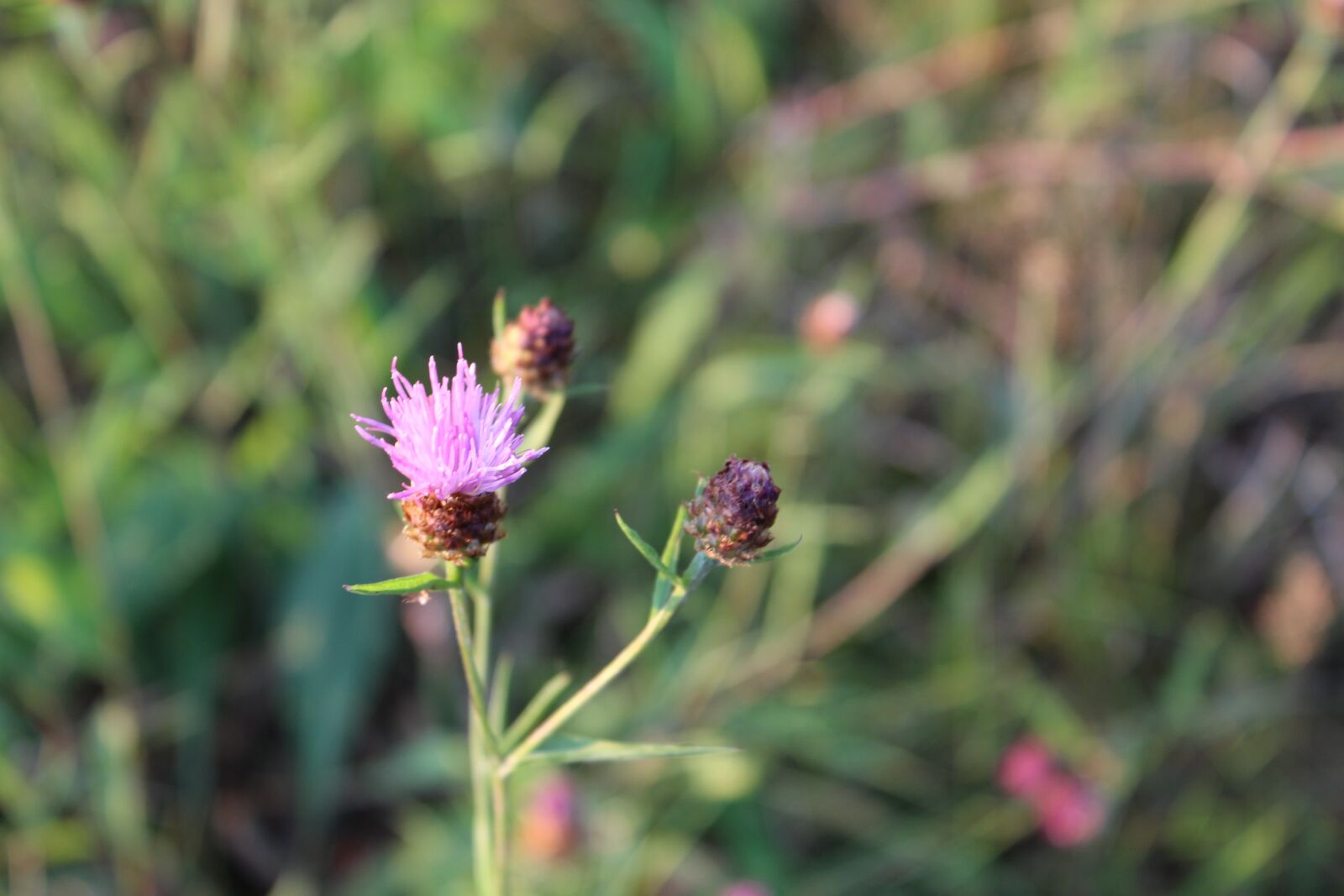 Canon EOS 1200D (EOS Rebel T5 / EOS Kiss X70 / EOS Hi) + Canon EF-S 18-55mm F3.5-5.6 IS II sample photo. Flower, meadow, summer photography