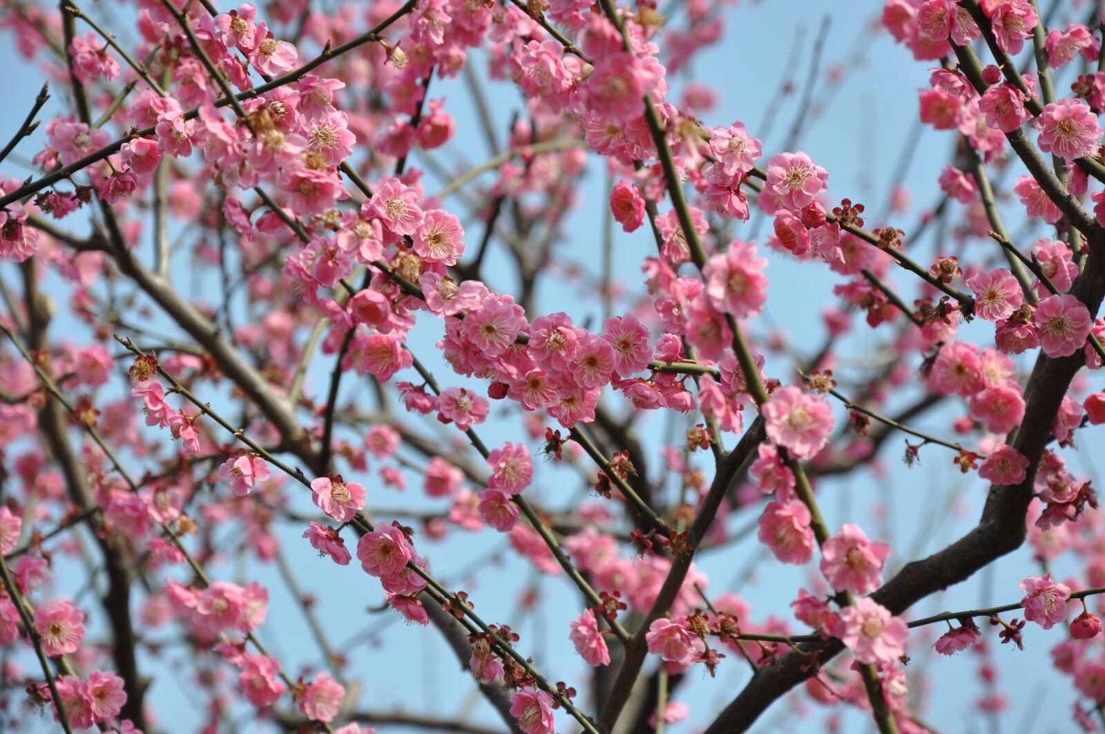 Nikon D90 sample photo. Flowers, plum, blossom photography