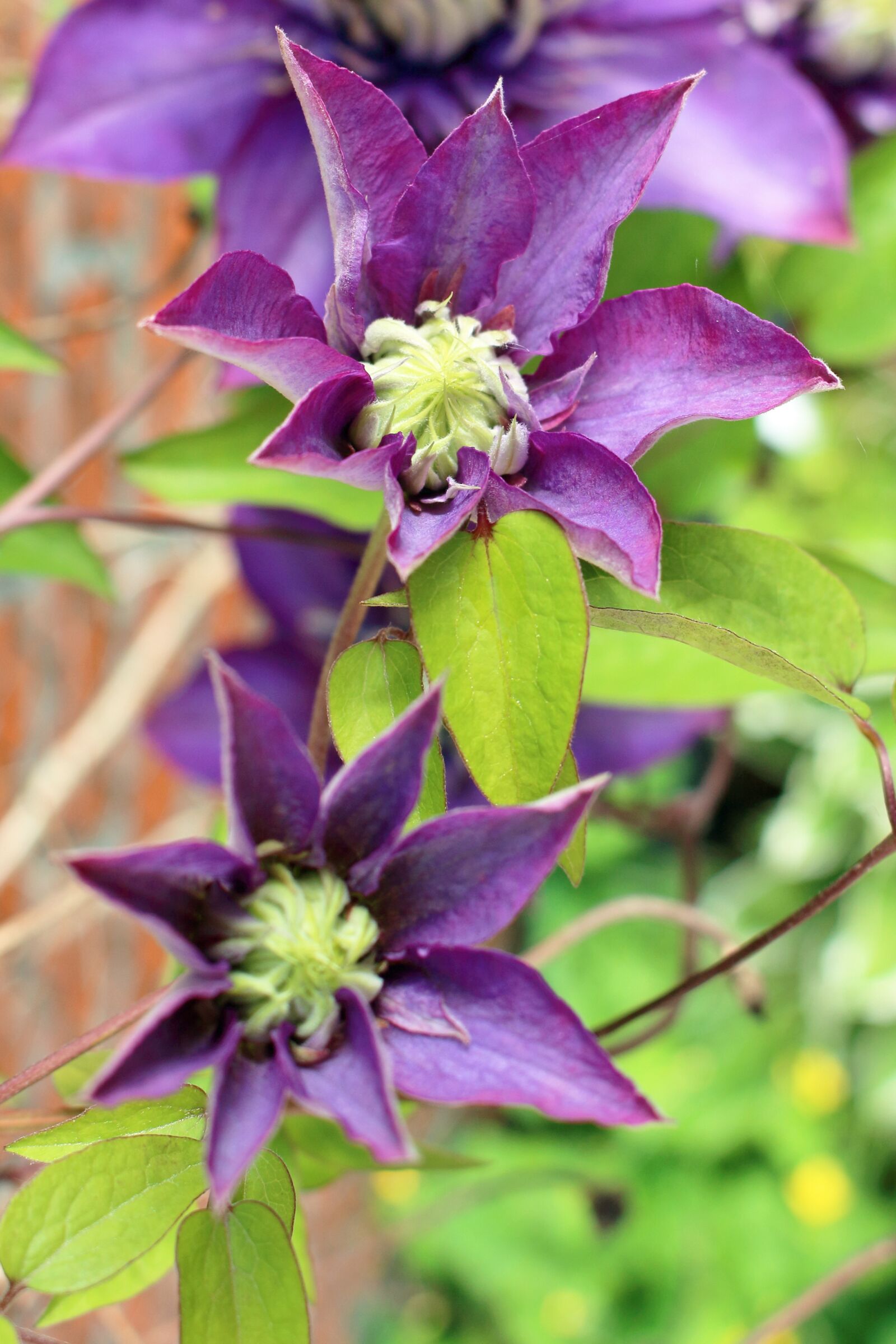 Canon EOS 700D (EOS Rebel T5i / EOS Kiss X7i) sample photo. Clematis, nature, plant photography