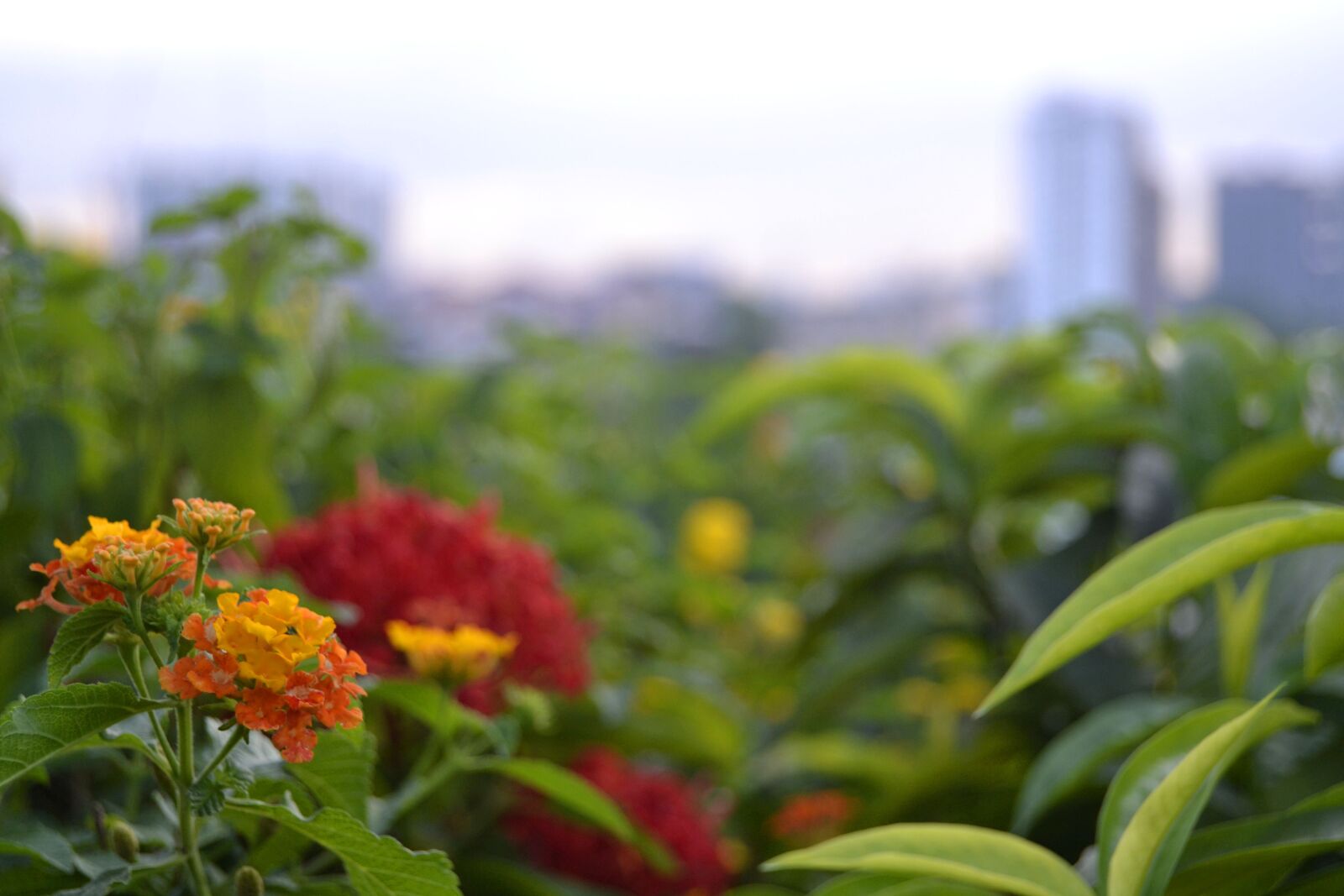 Nikon D3100 sample photo. Flower, kuala lumpur, malaysia photography
