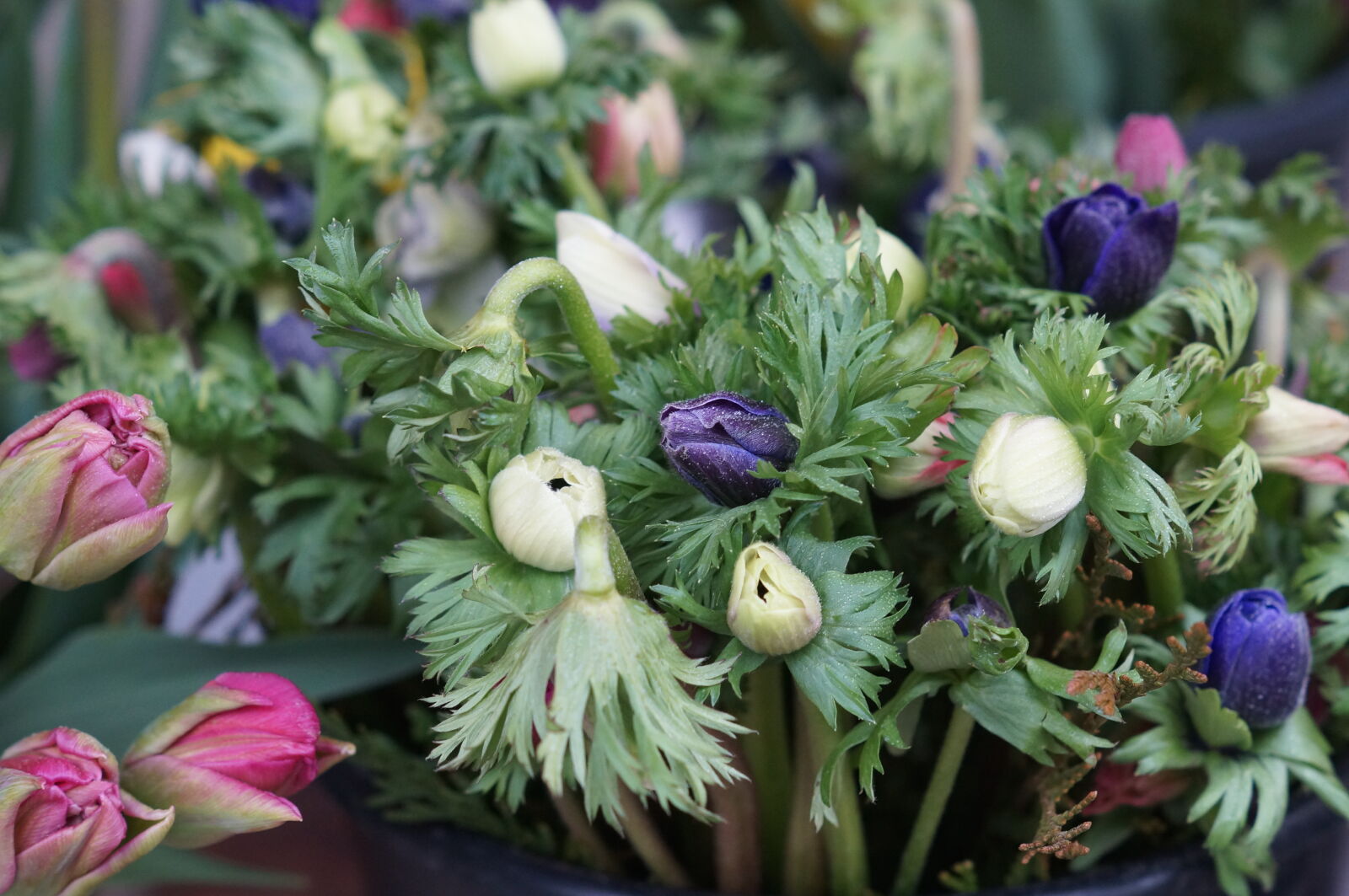 Sony SLT-A37 + Sony DT 50mm F1.8 SAM sample photo. Anemone, farmers, market, flower photography