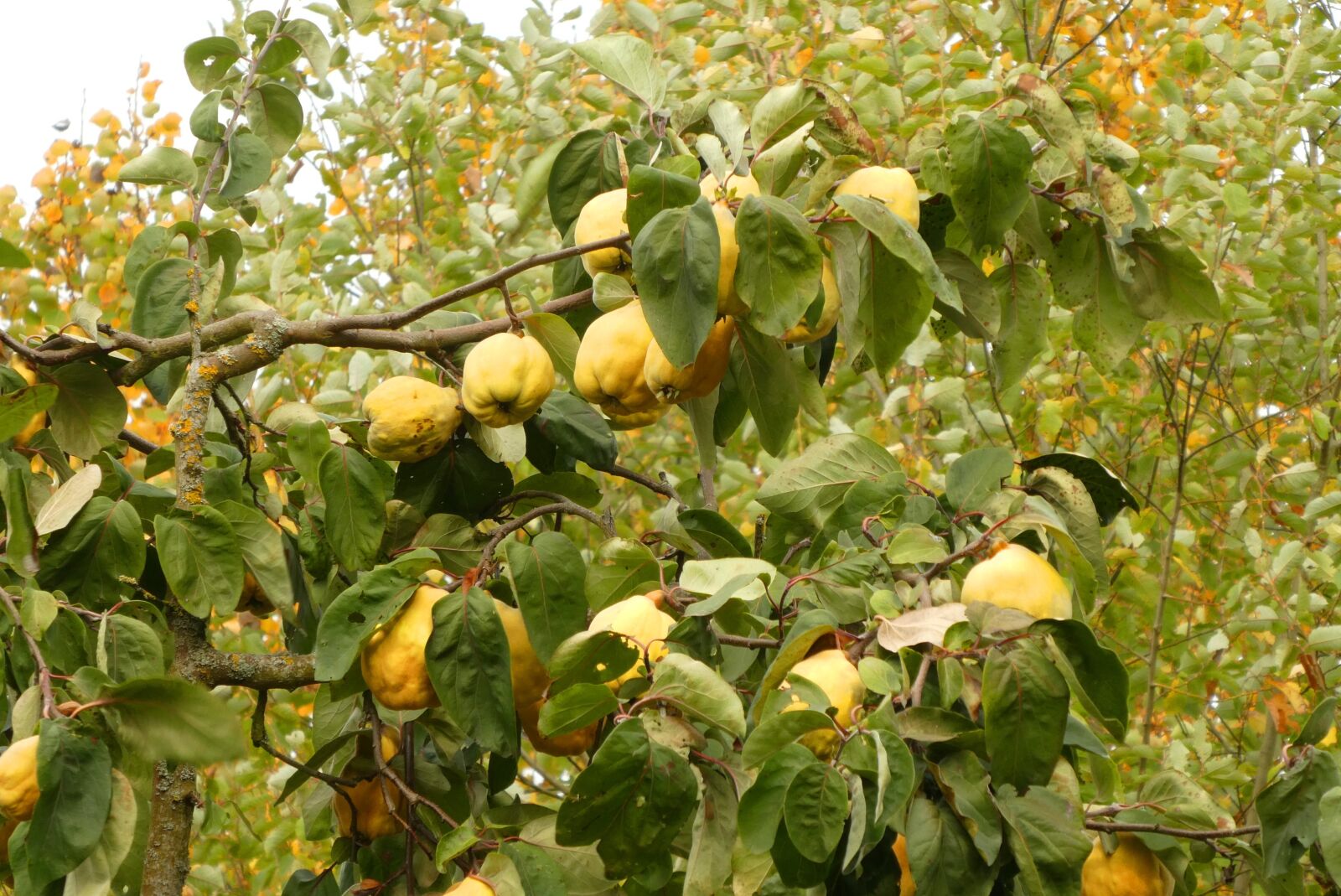 Panasonic Lumix DC-ZS70 (Lumix DC-TZ90) sample photo. Quince, fruit, fruits photography