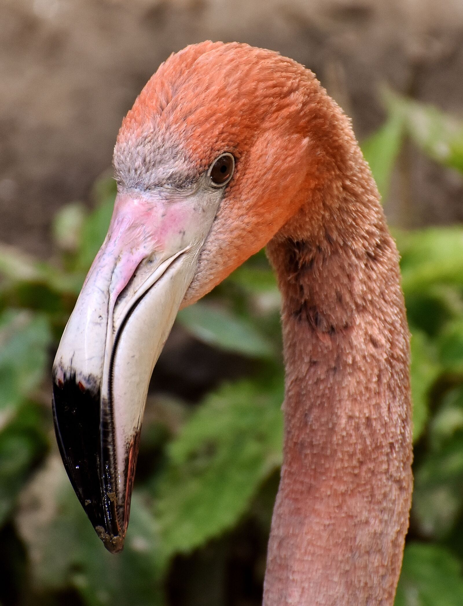 Nikon D7200 sample photo. Flamingo, bird, colorful photography