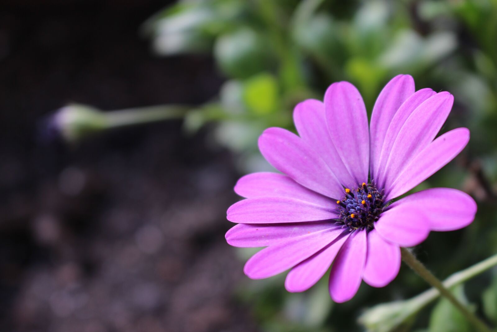 Canon EOS 700D (EOS Rebel T5i / EOS Kiss X7i) sample photo. Purple cosmos flower, sun photography