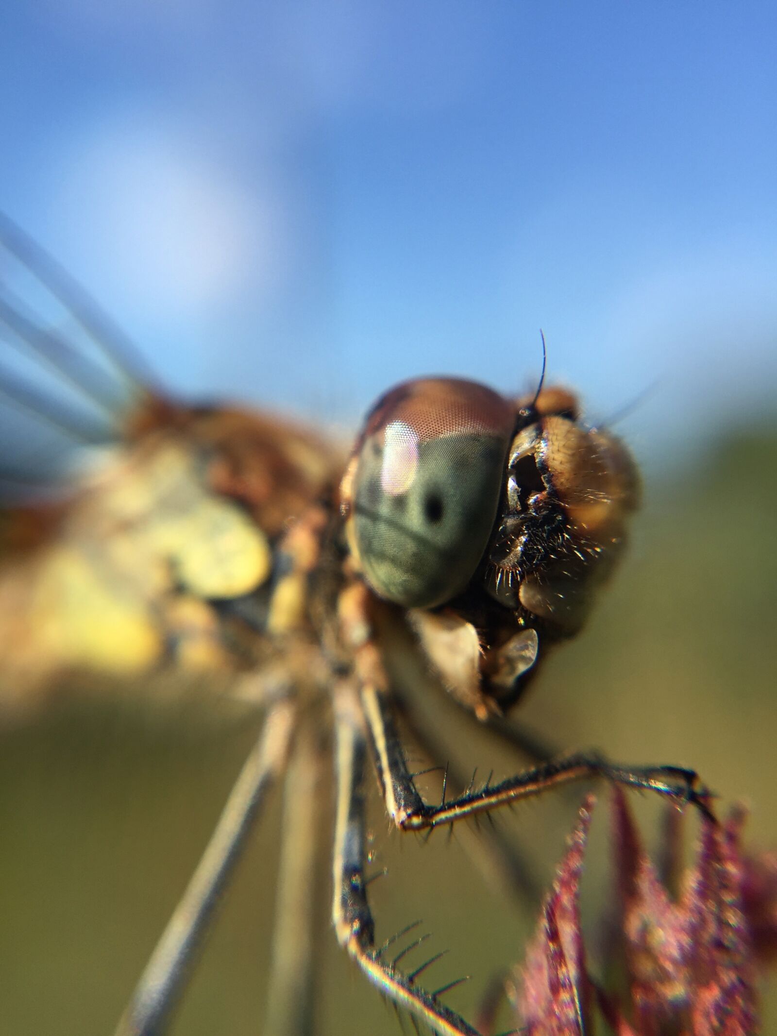 Apple iPhone 6 Plus sample photo. Dragonfly, damselfly, macro photography